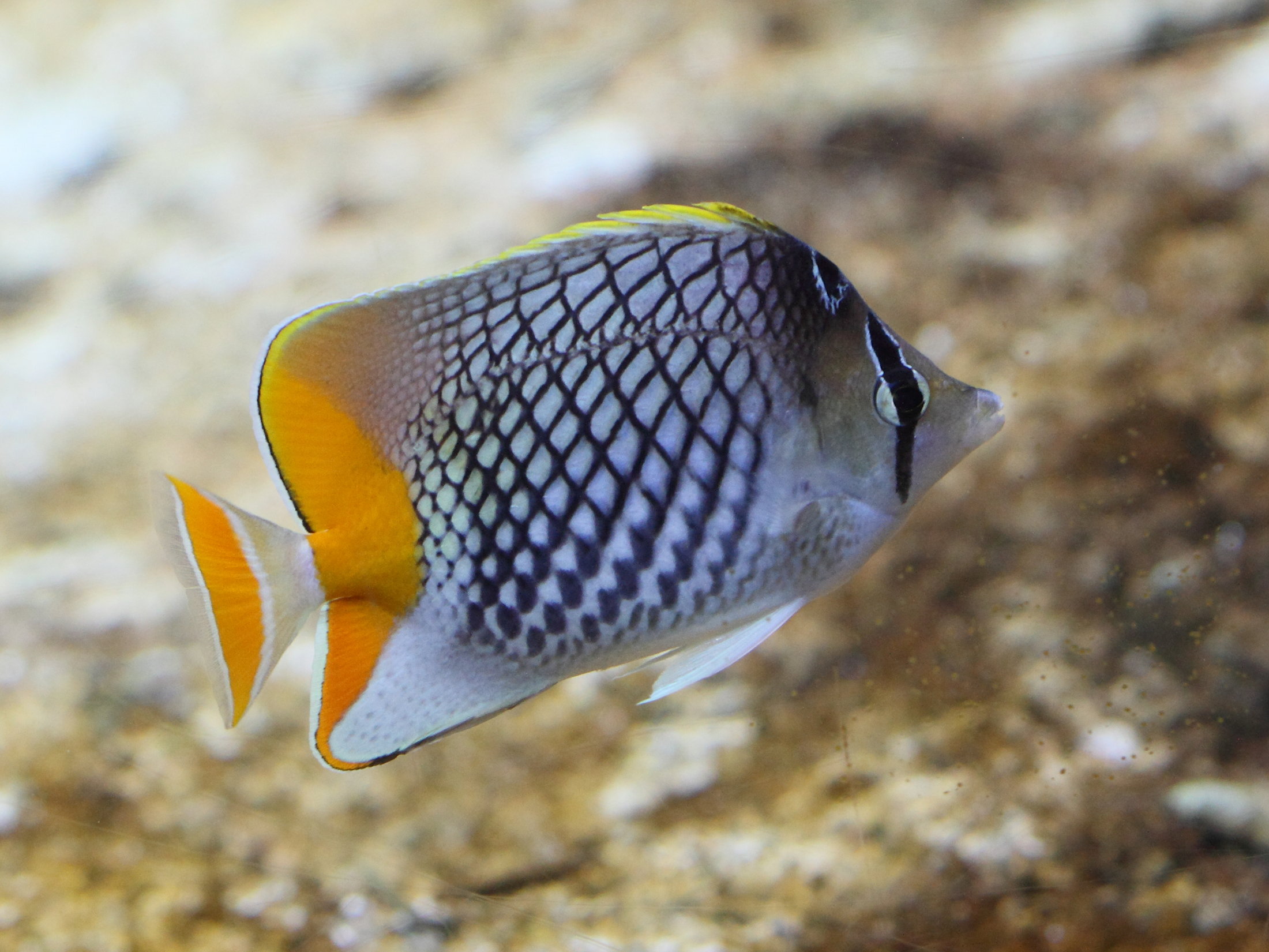 chaetodon_xanthurus1bd