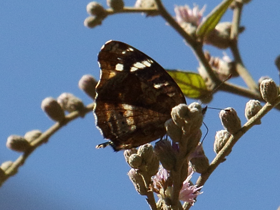 chlosyne_lacinia_lacinia1bd