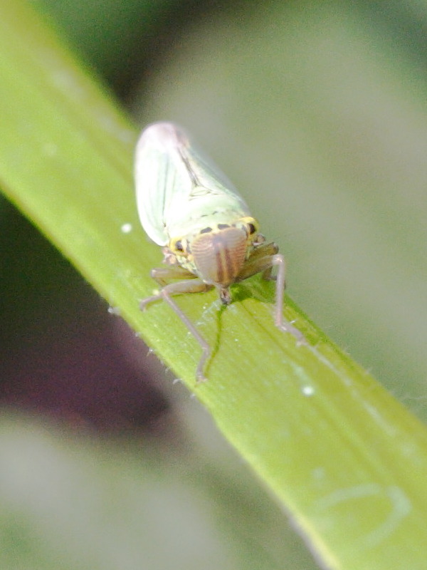 cicadella_viridis2md