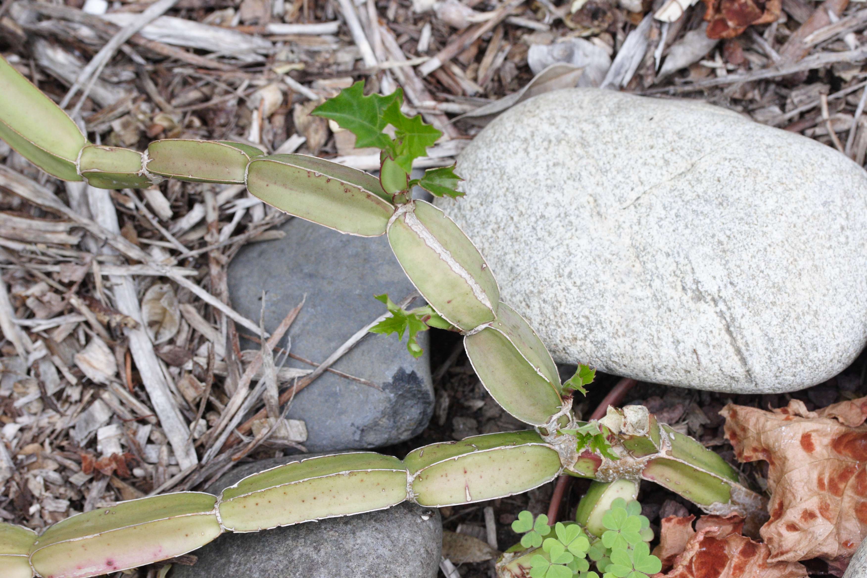 Afficher le média cissus_quadrangularis3md cissus_quadrangularis3md