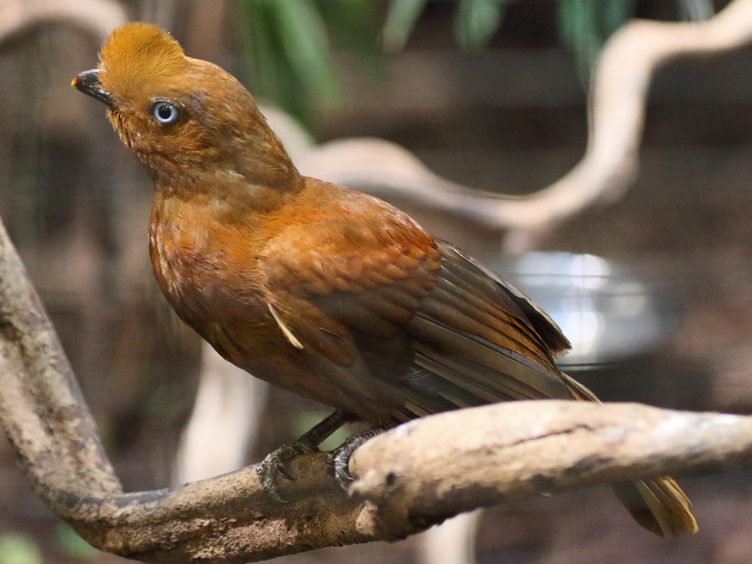 coq_de_roche_peruvien_-_rupicola_peruvianus4bd