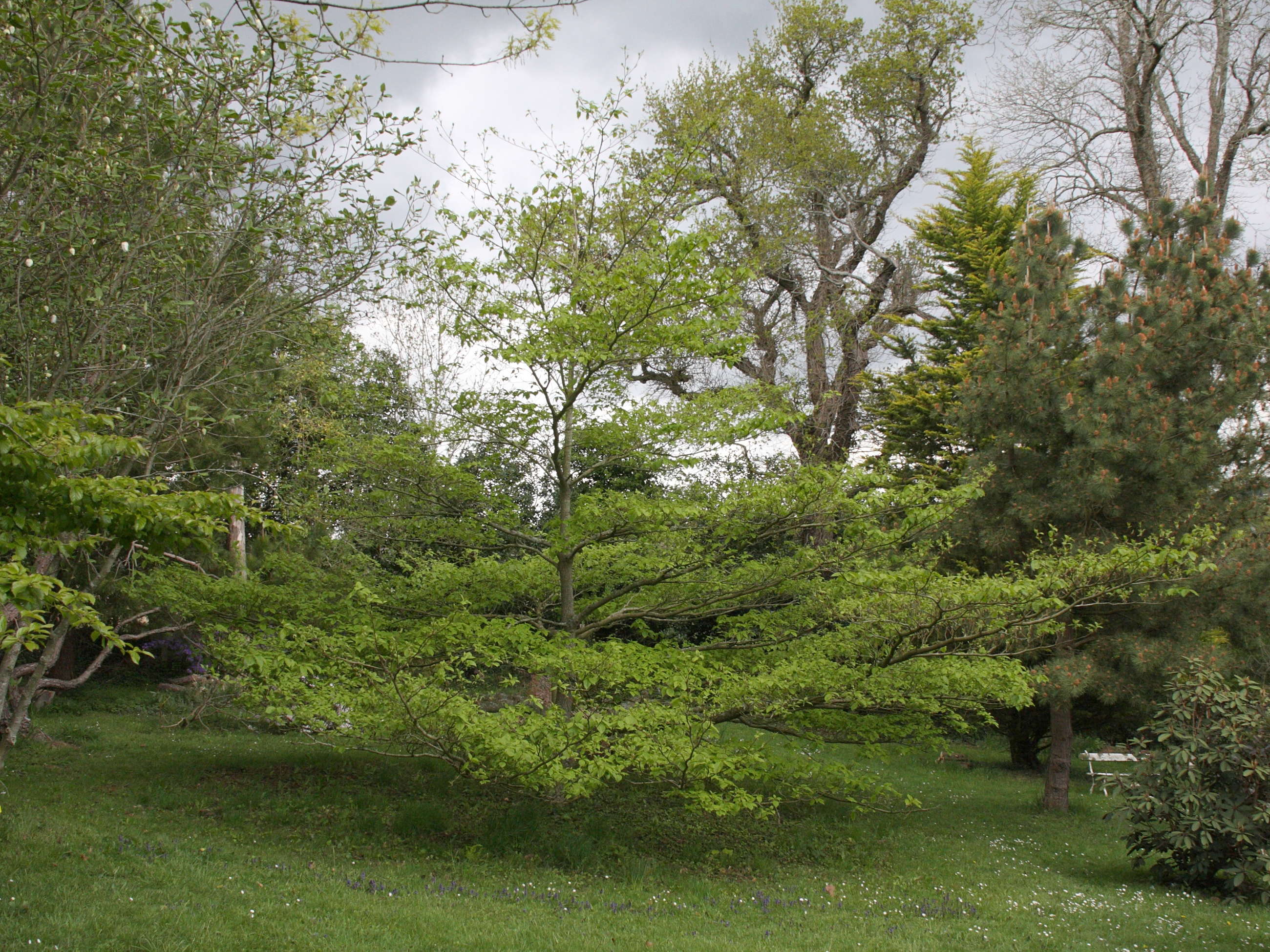 Afficher le média cornus_controversa4bd cornus_controversa4bd