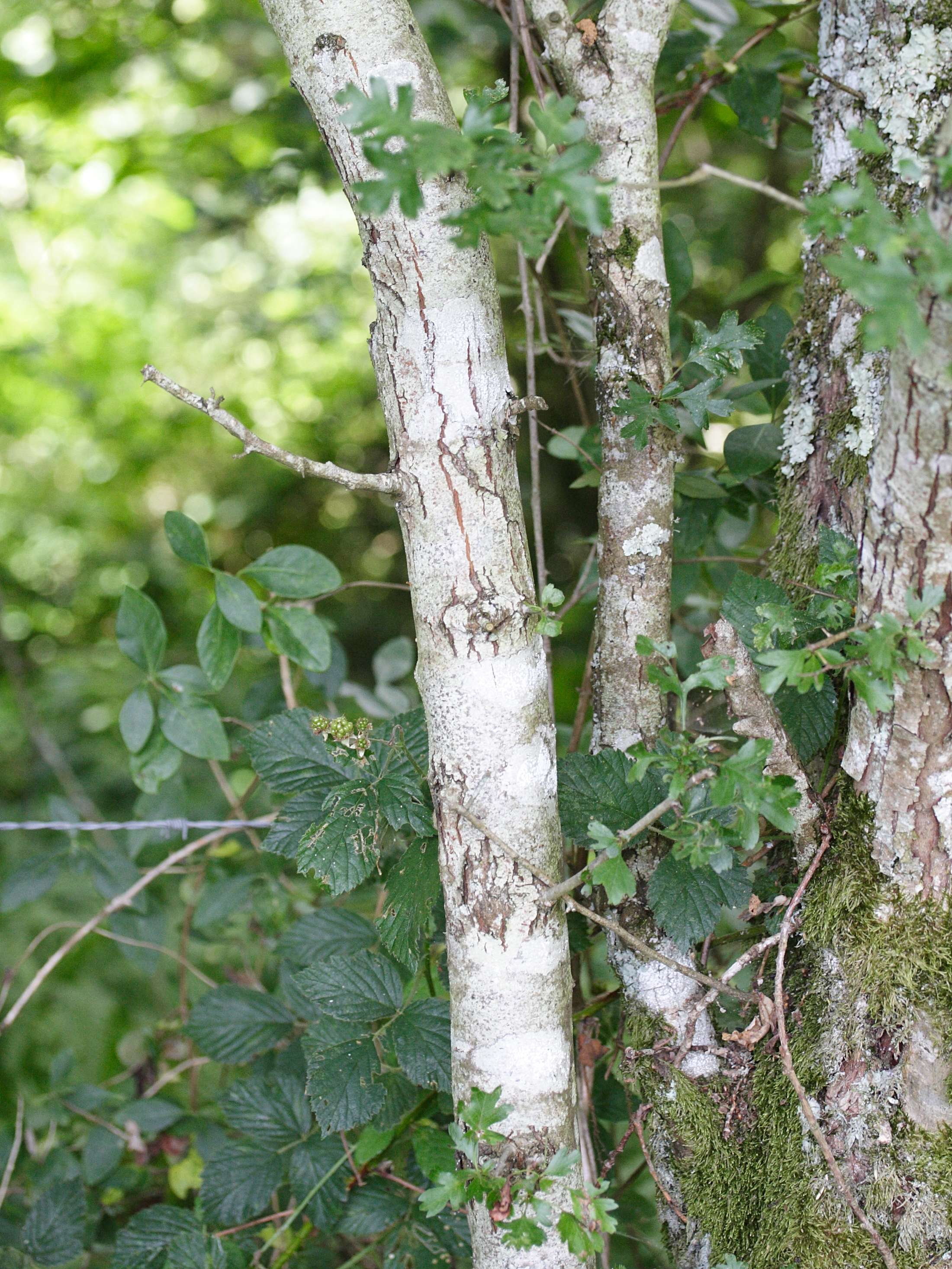 crataegus_monogyna4md