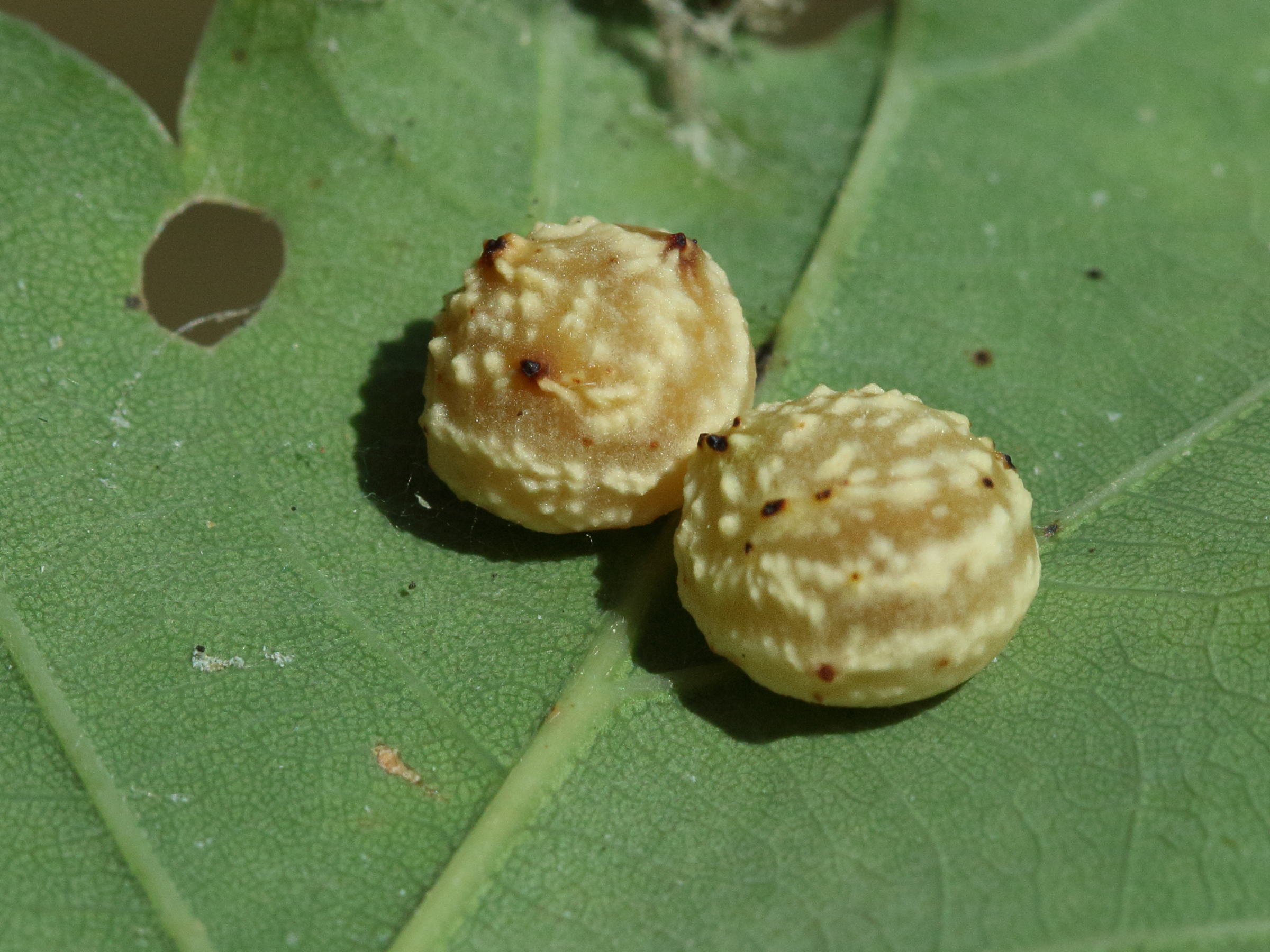 cynips_longiventris_galle2bd