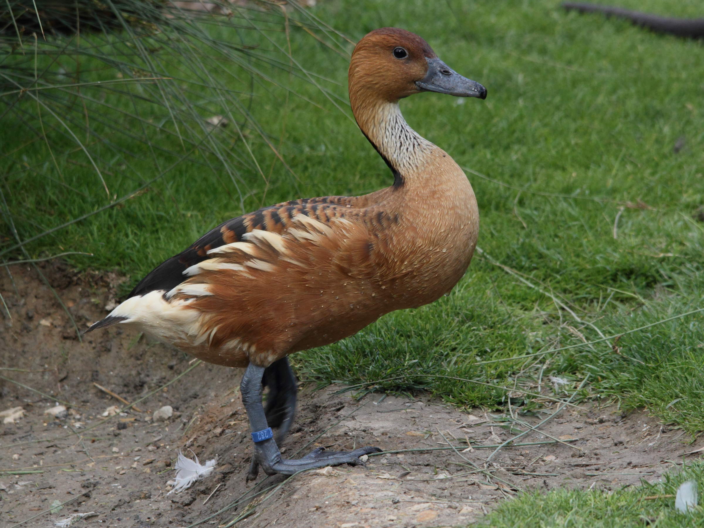 dendrocygne_fauve_-_dendrocygna_bicolor3md