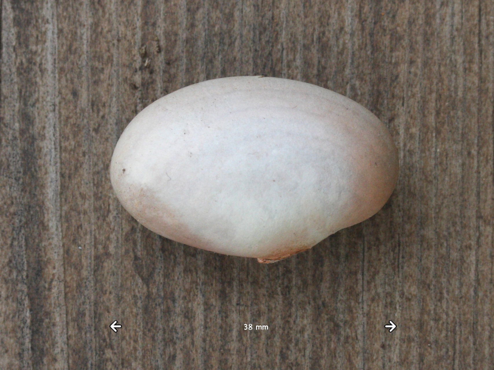 Afficher le média diospyros_blancoi4md diospyros_blancoi4md