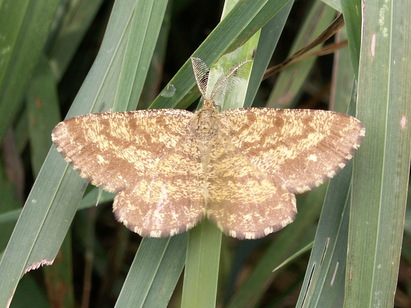 ematurga_atomaria2bd