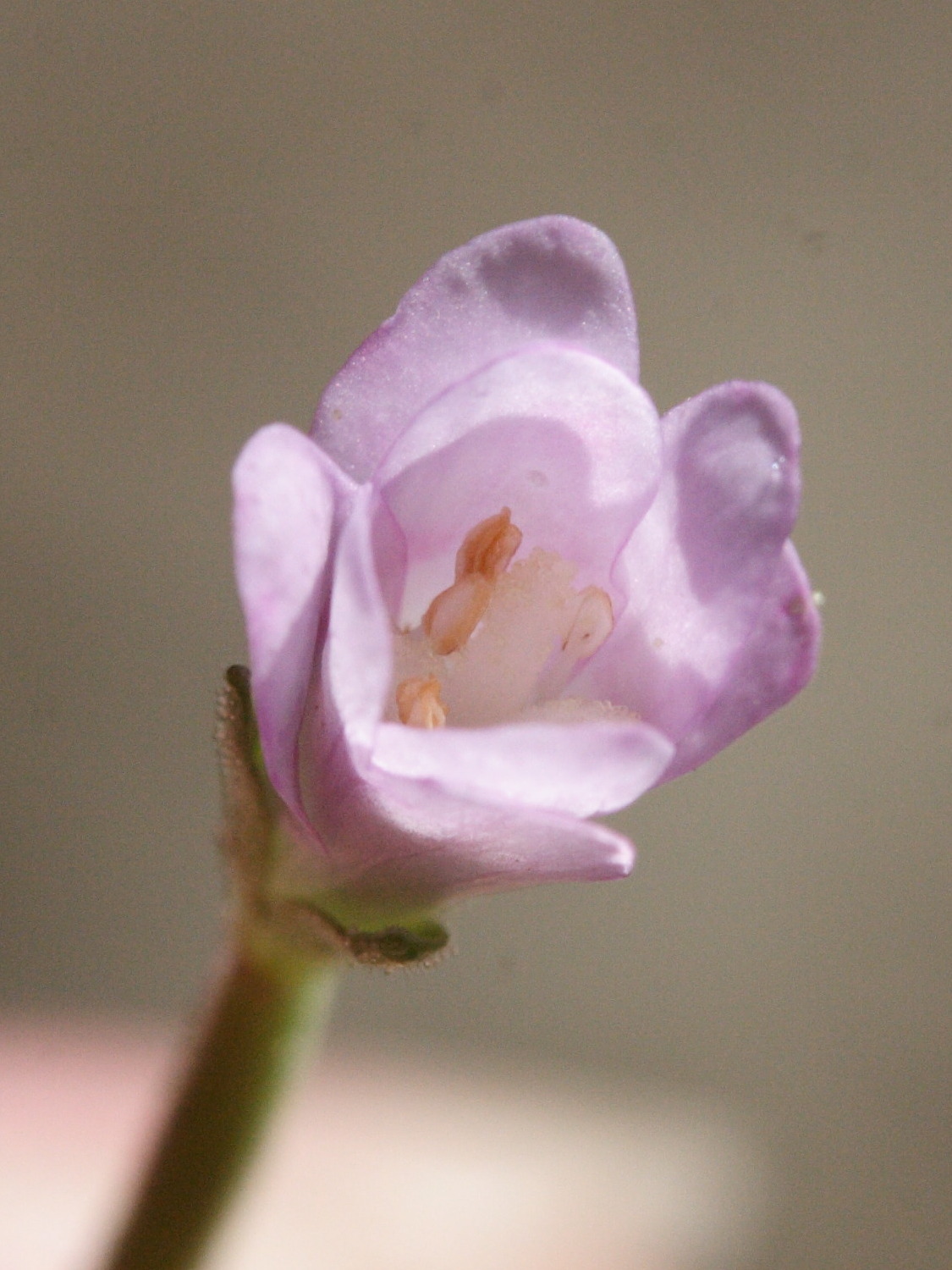 Afficher le média epilobium_montanum5md epilobium_montanum5md
