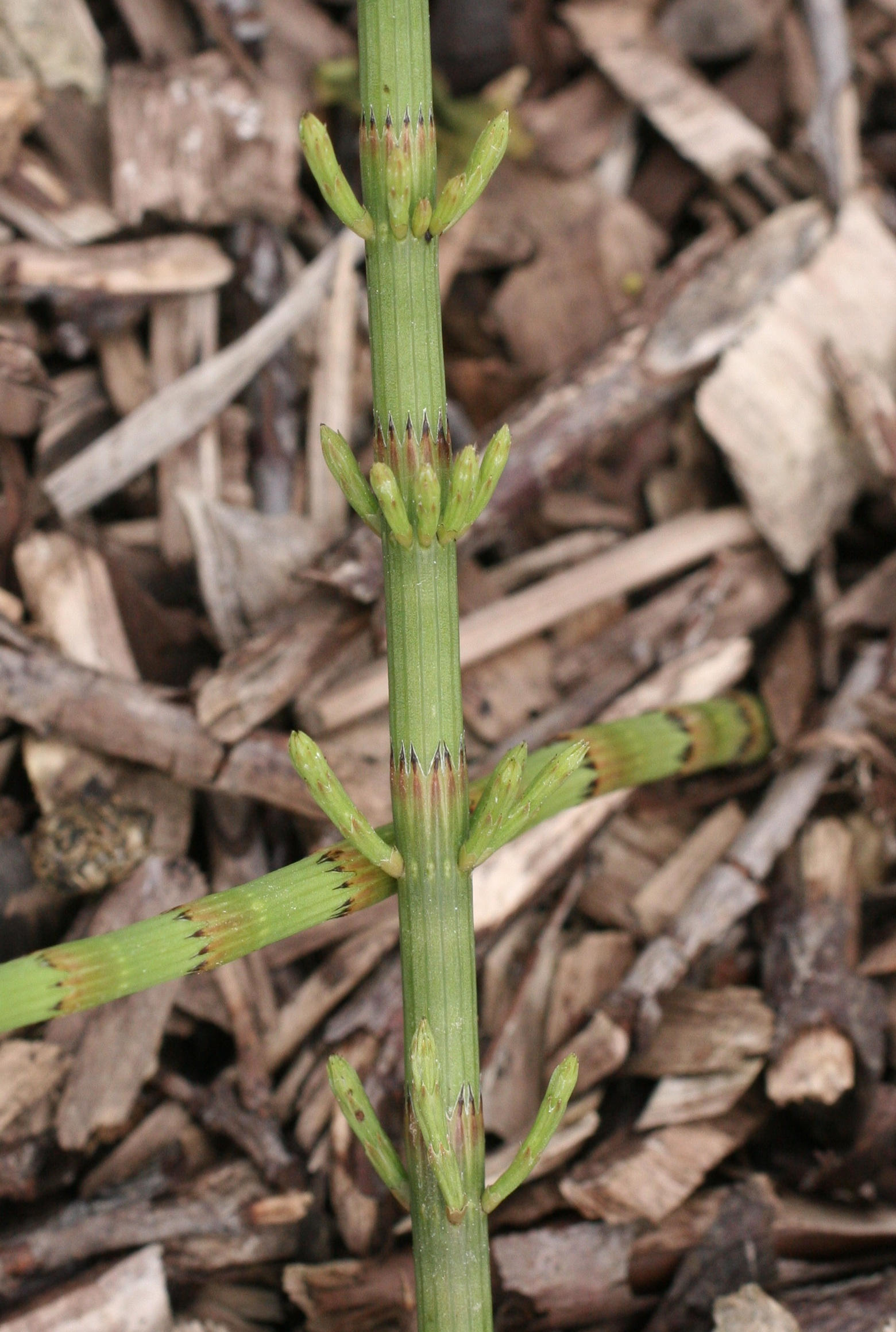 Afficher le média equisetum_fluviatile3md equisetum_fluviatile3md