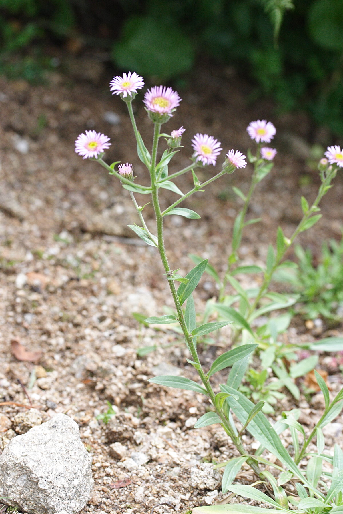 erigeron_gaudinii1md