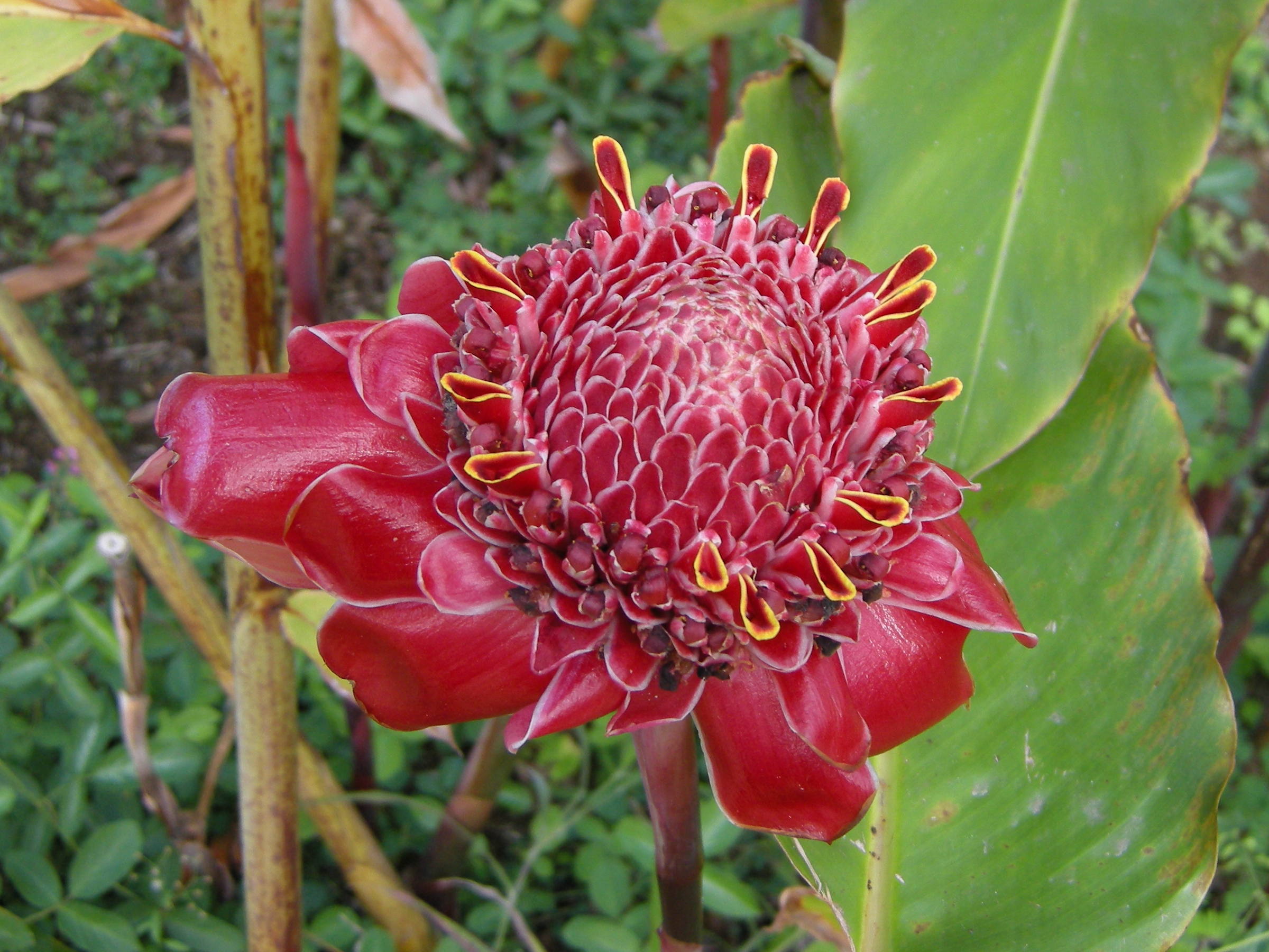 etlingera_elatior1bd