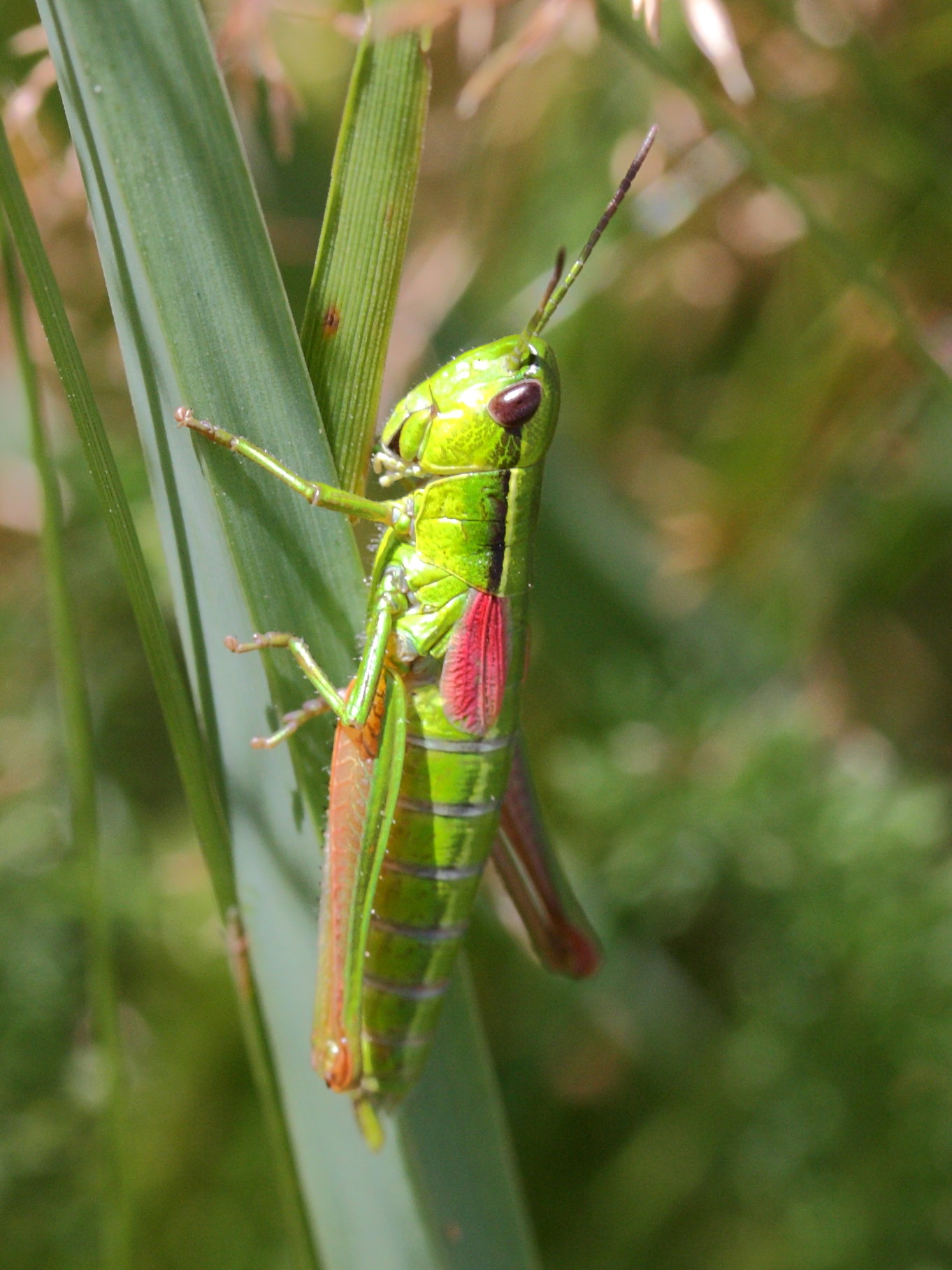 euthystira_brachyptera3md