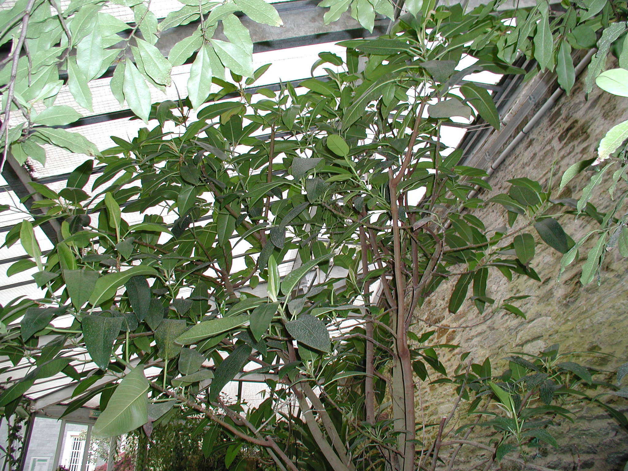 ficus_macrophylla1md