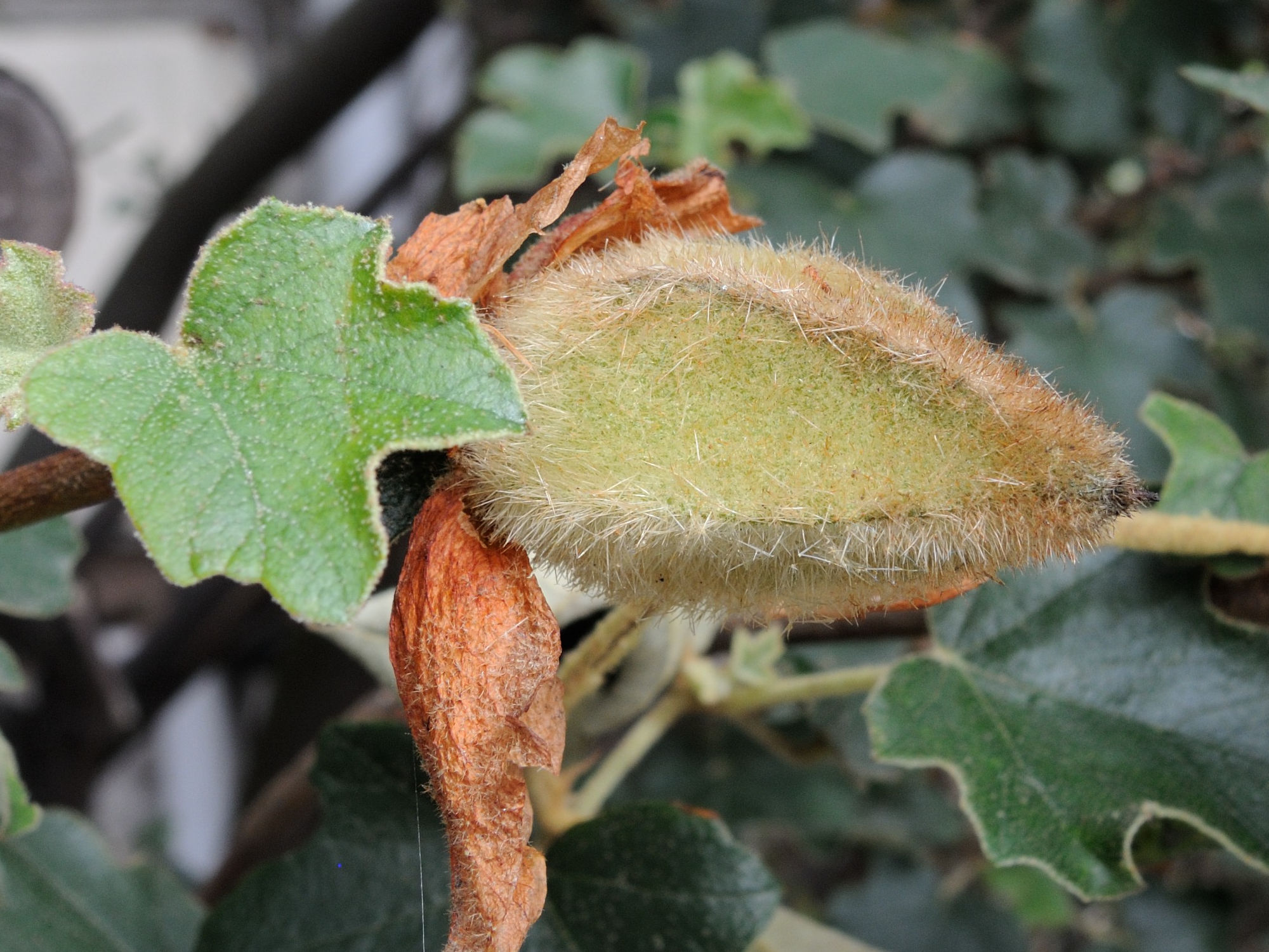 Afficher le média fremontodendron_californicum5bmd fremontodendron_californicum5bmd