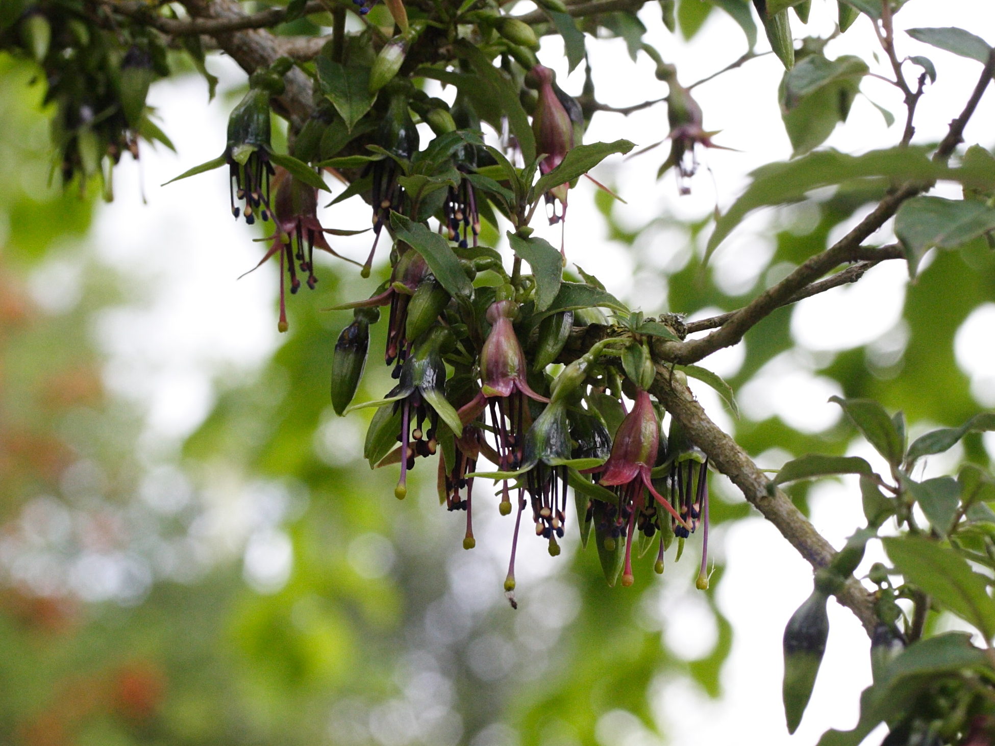 fuchsia_excorticata1md