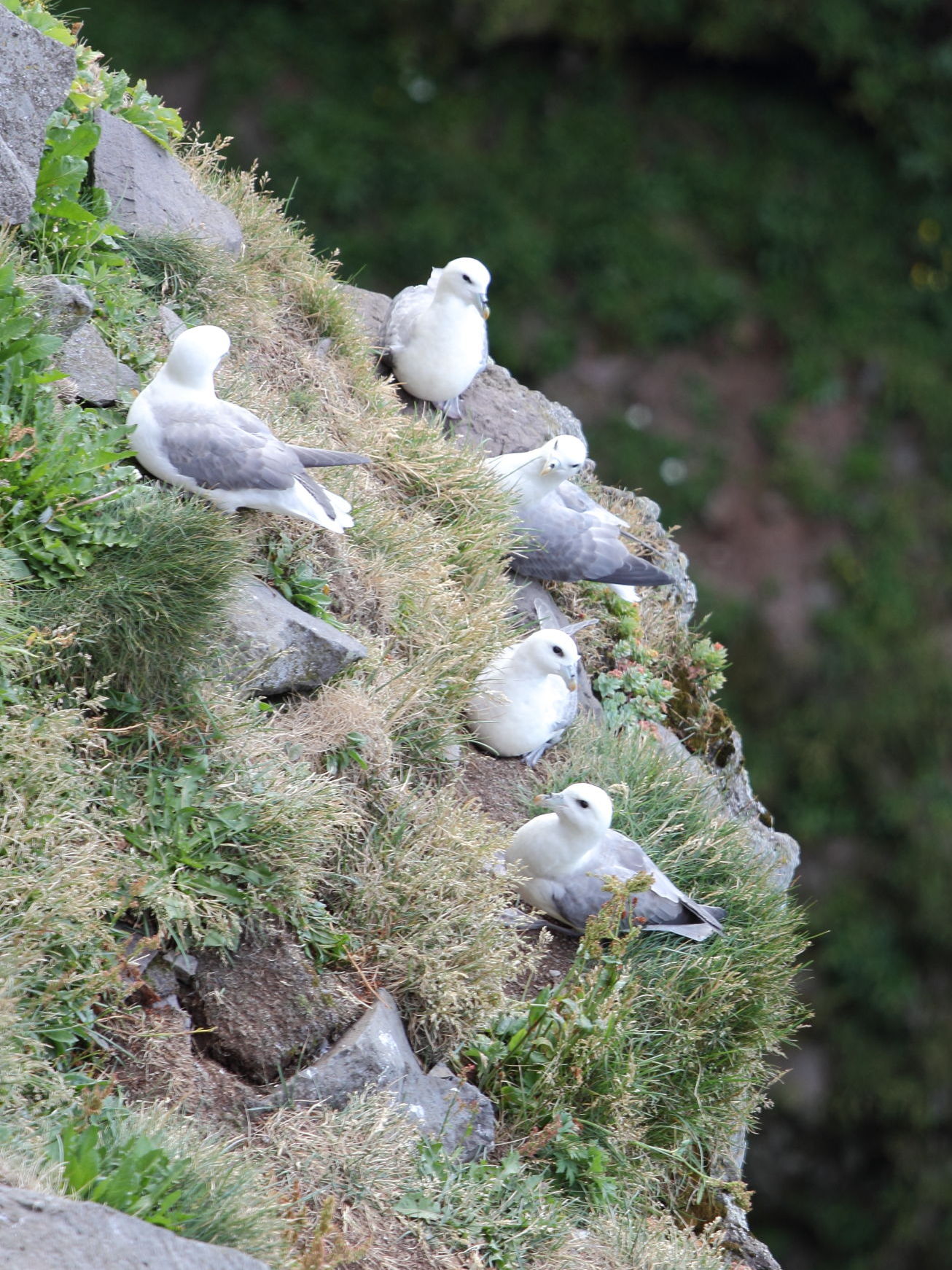 fulmar_boreal_-_fulmarus_glacialis7sd