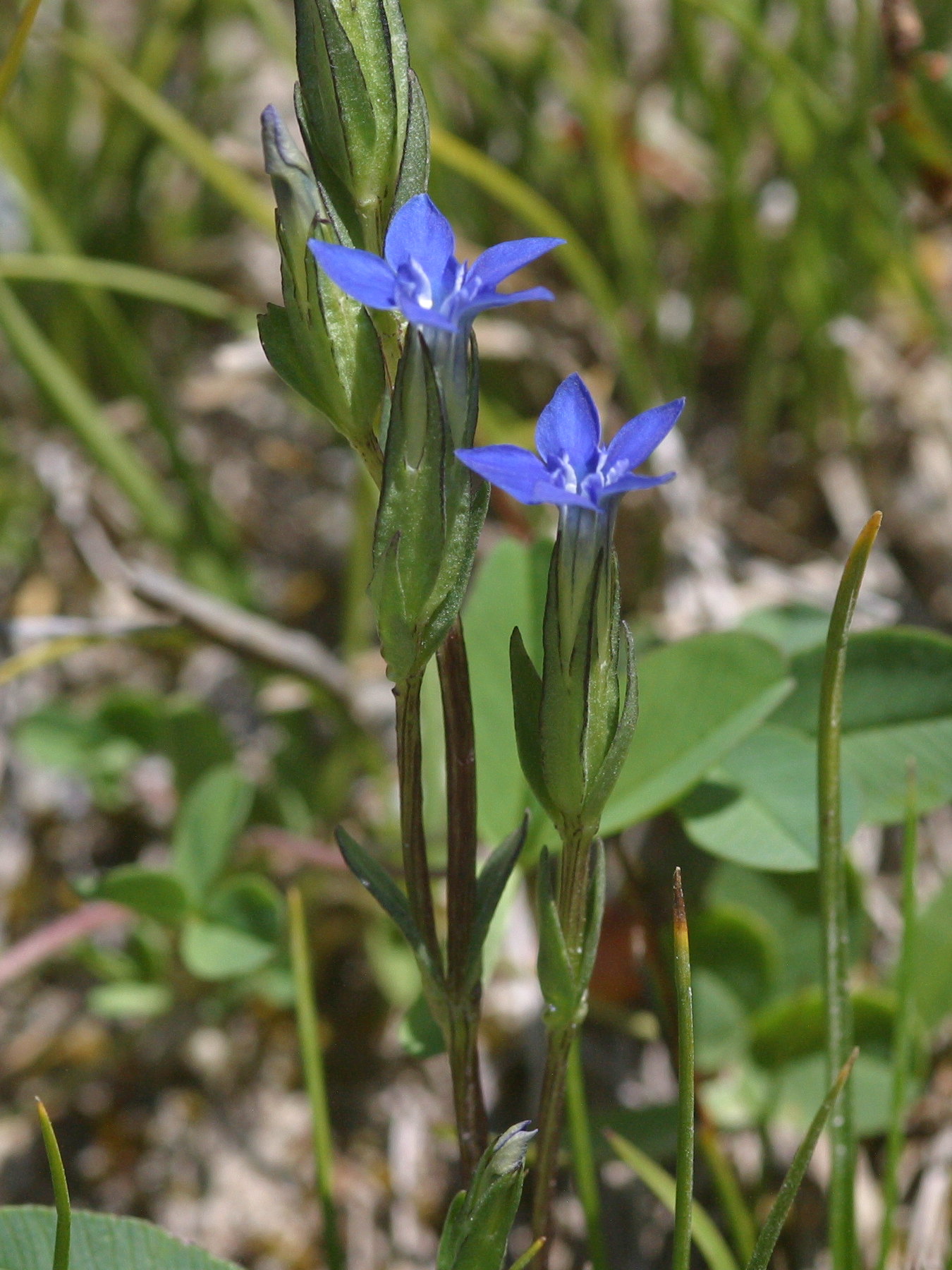 gentiana_bavarica2amd