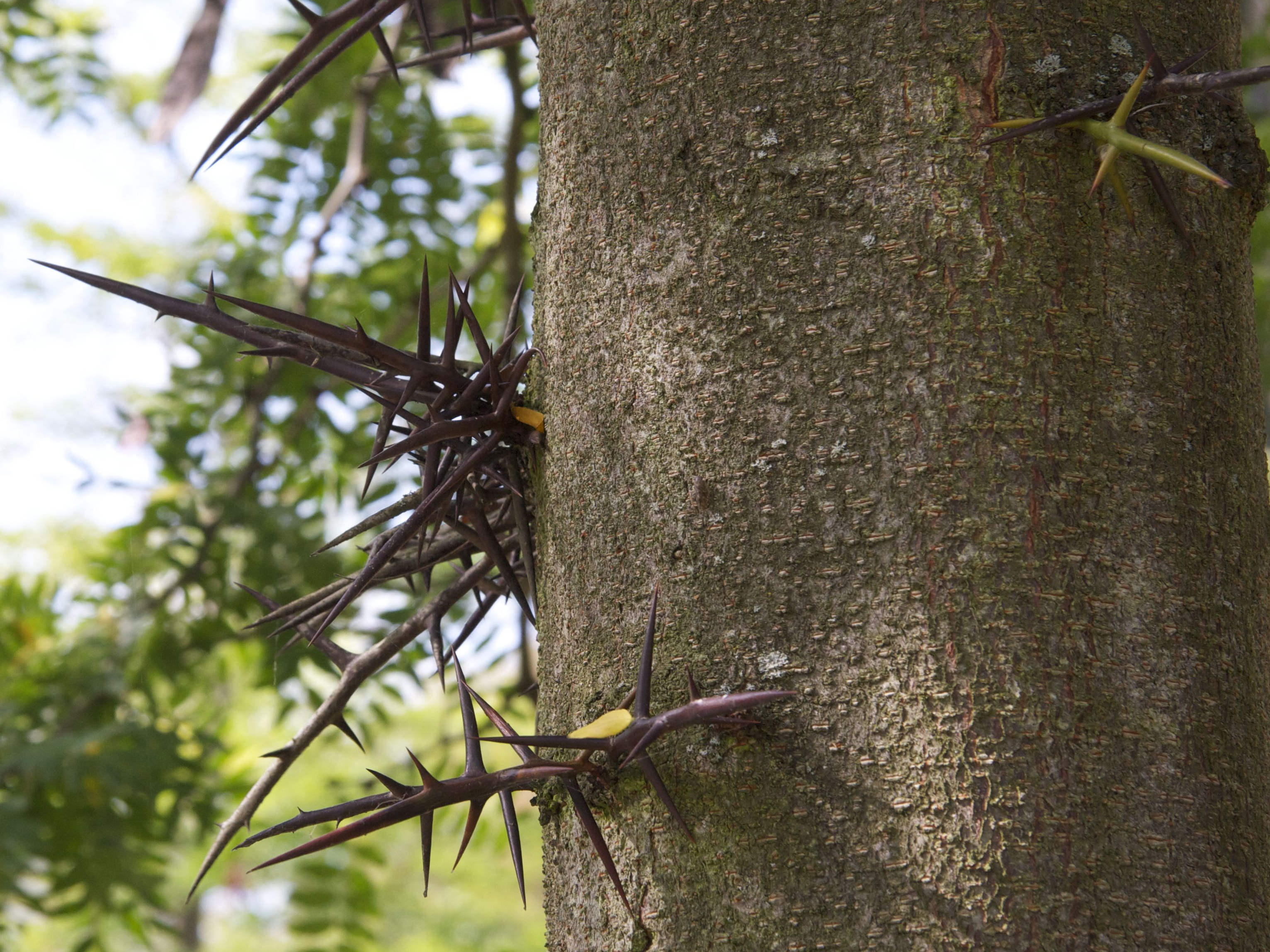 gleditsia_triacanthos9bmd
