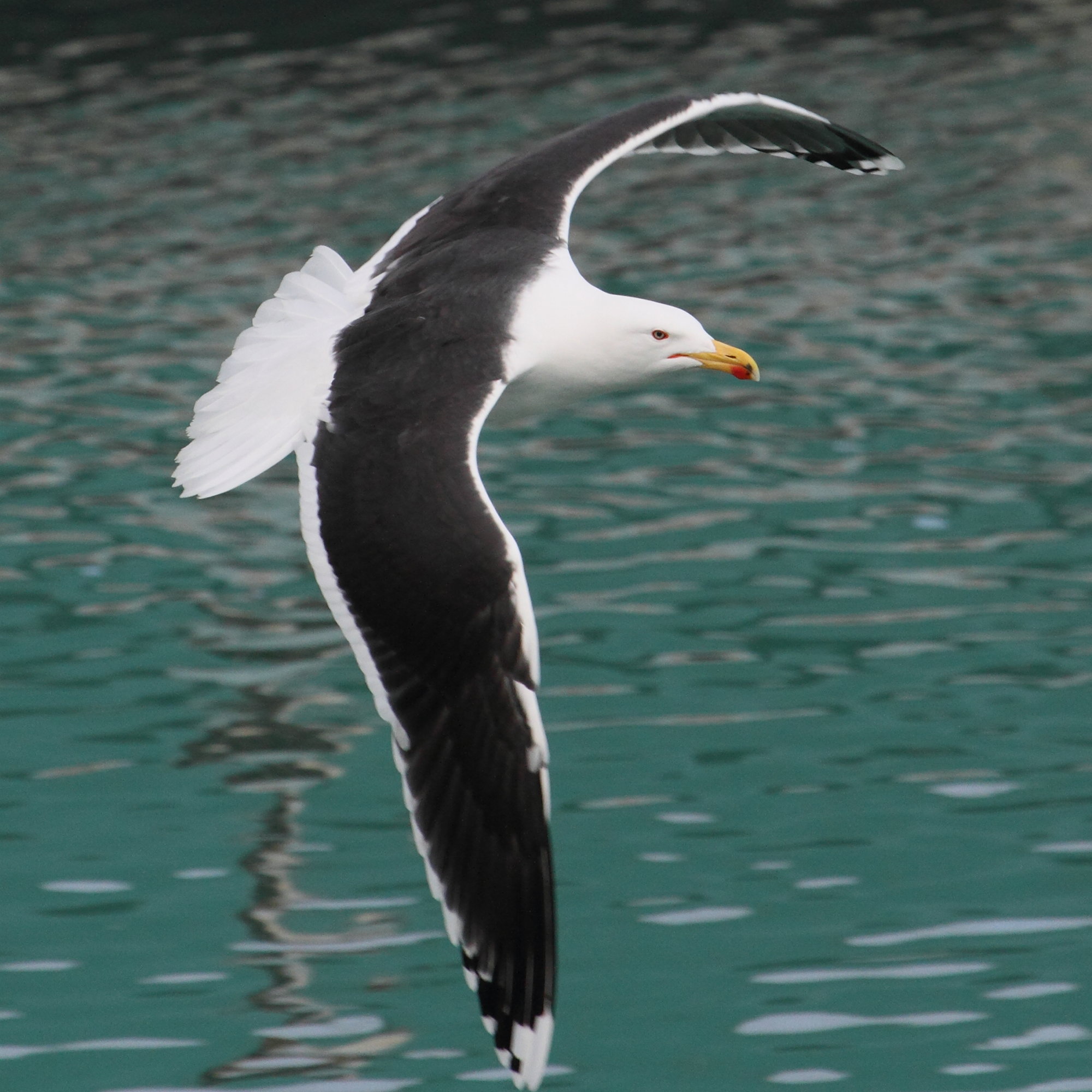 goeland_marin_-_larus_marinus4cbd
