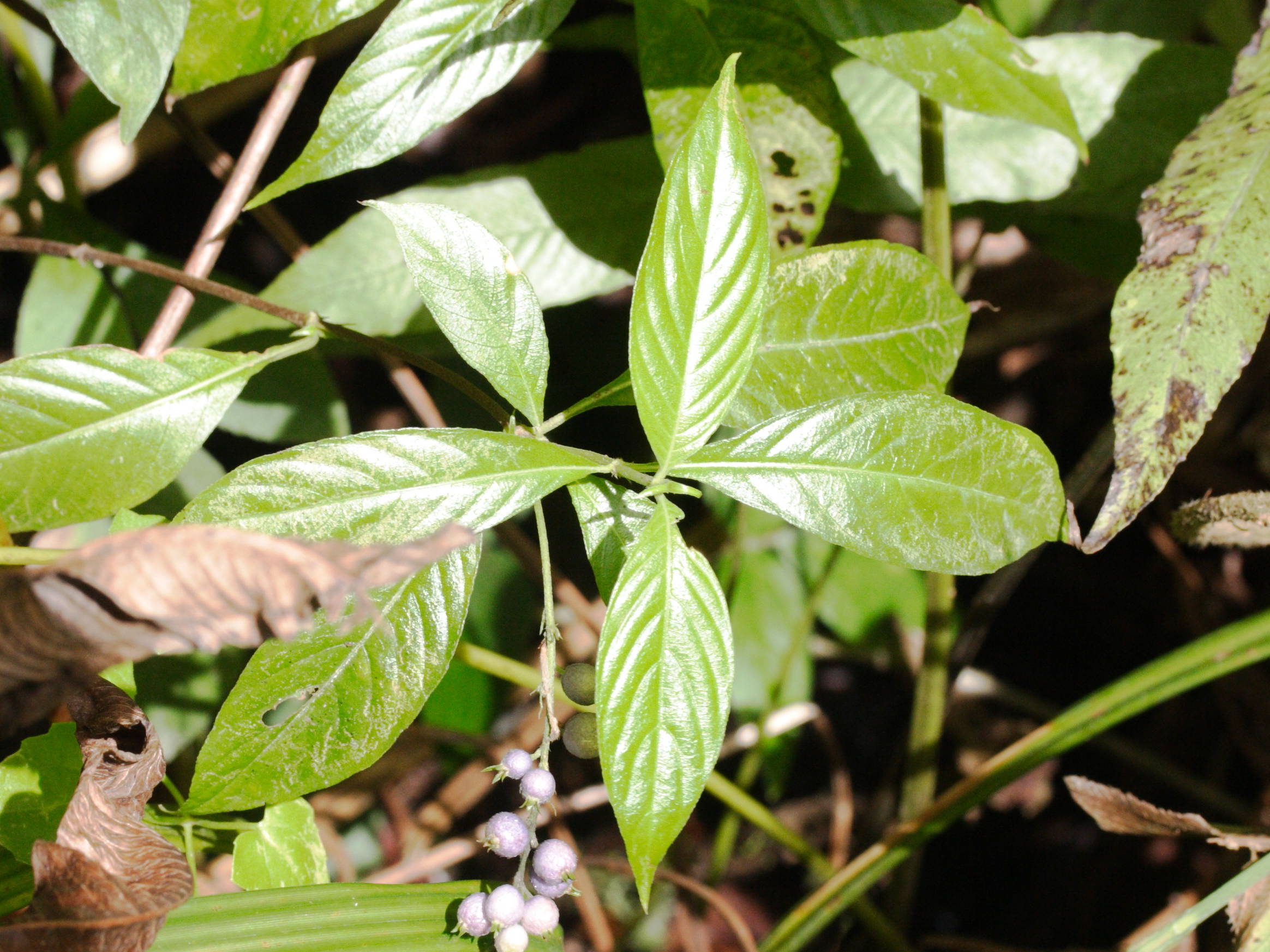 gonzalagunia_hirsuta1amd