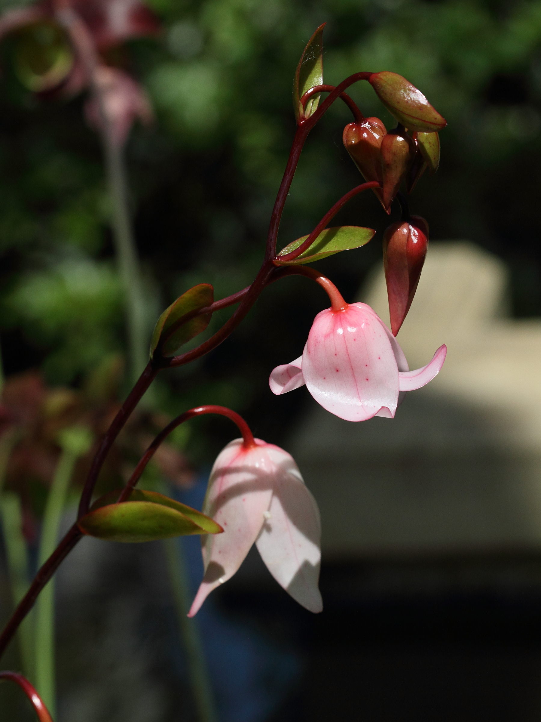 Afficher le média heliamphora_heterodoxa2bd heliamphora_heterodoxa2bd