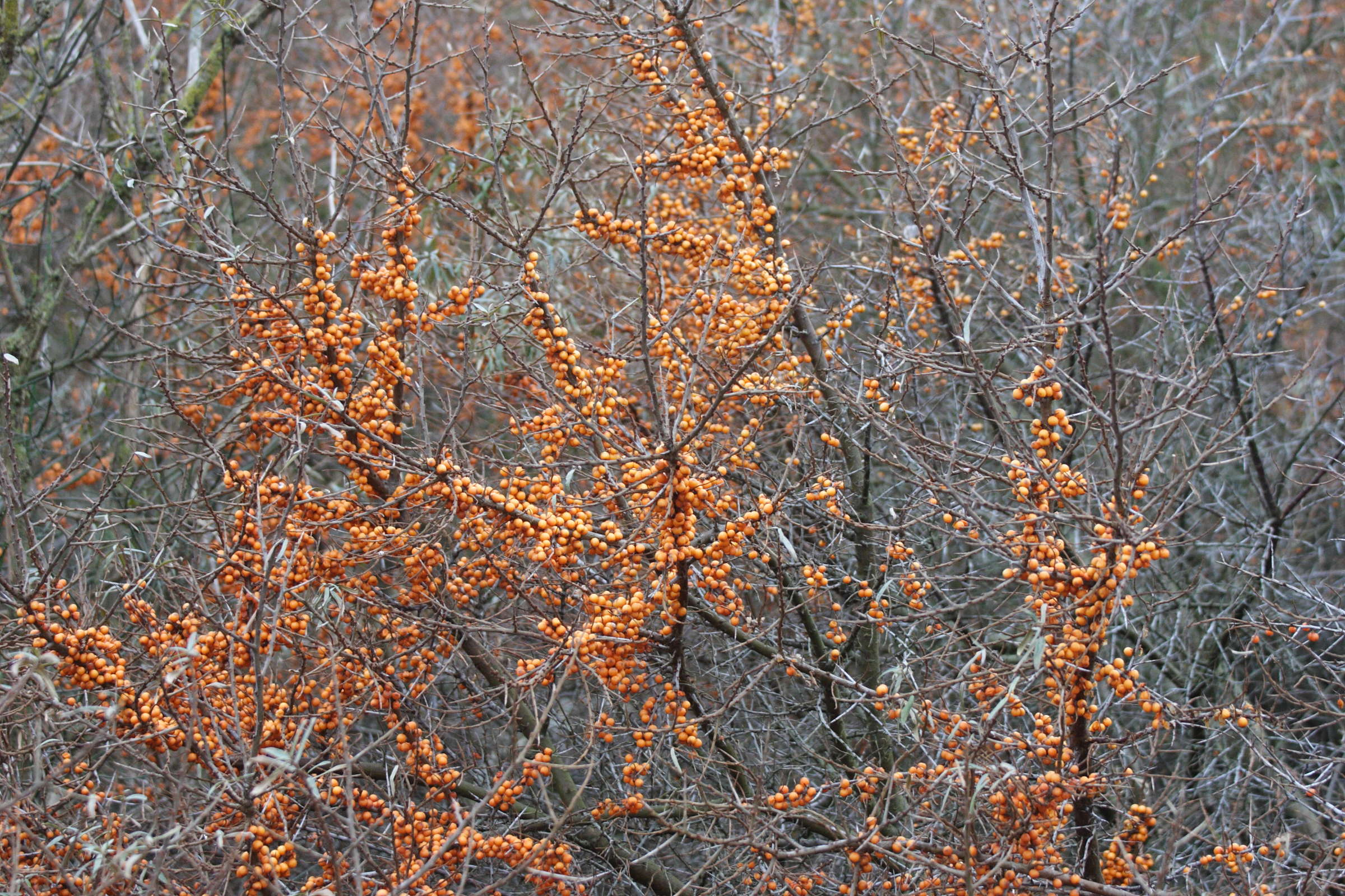 hippophae_rhamnoides5md