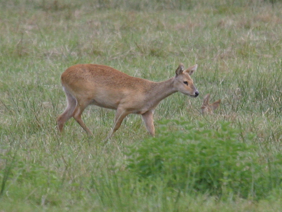 hydropotes_inermis_inermis1bd