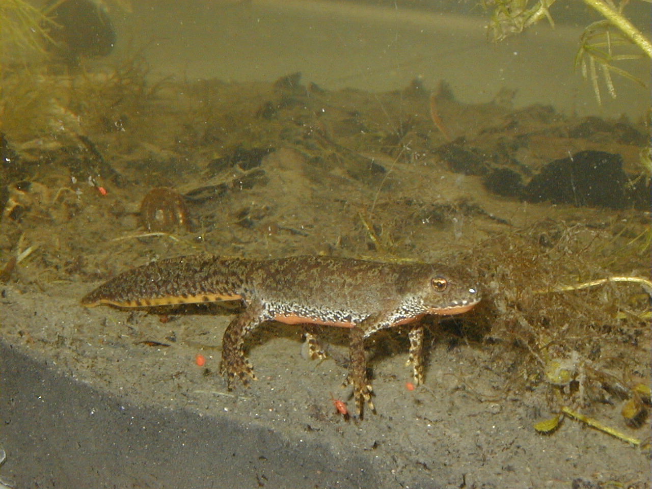 ichthyosaura_alpestris1md