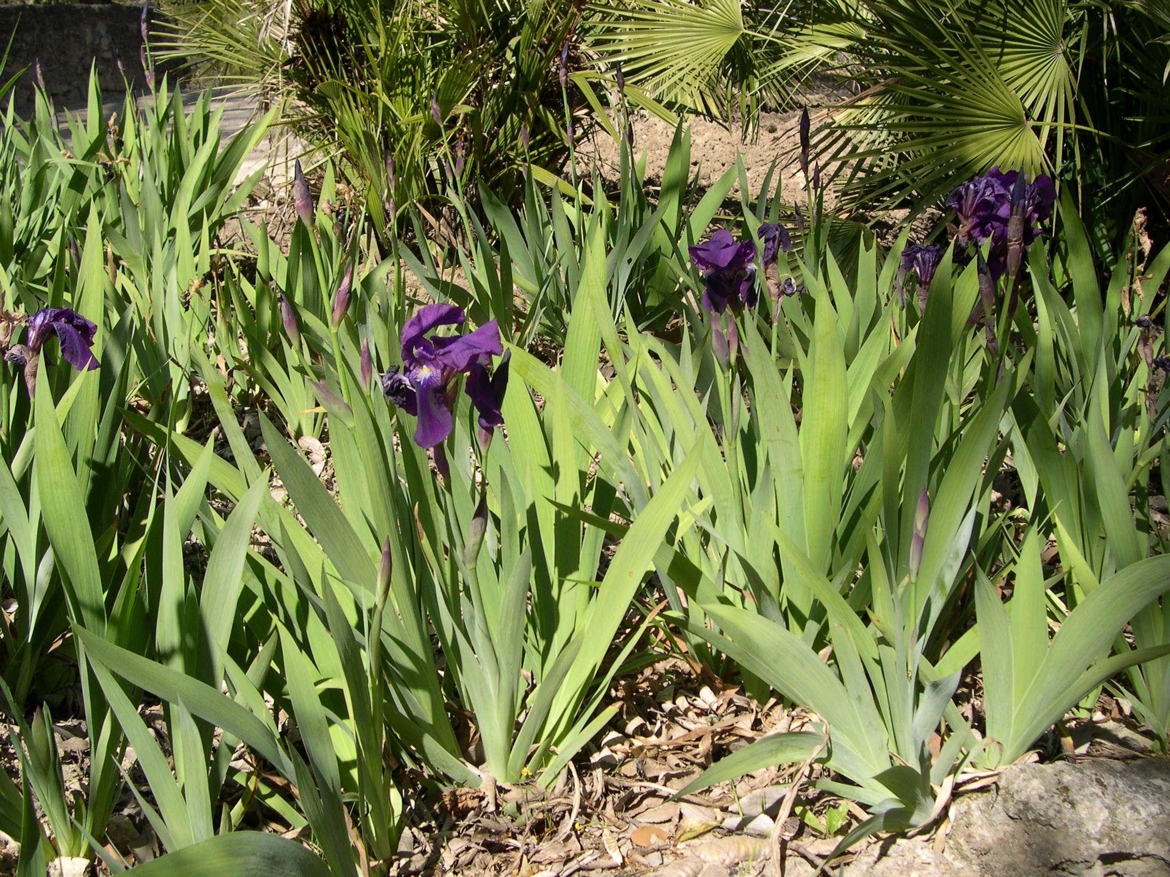 Afficher le média iris_germanica3md iris_germanica3md