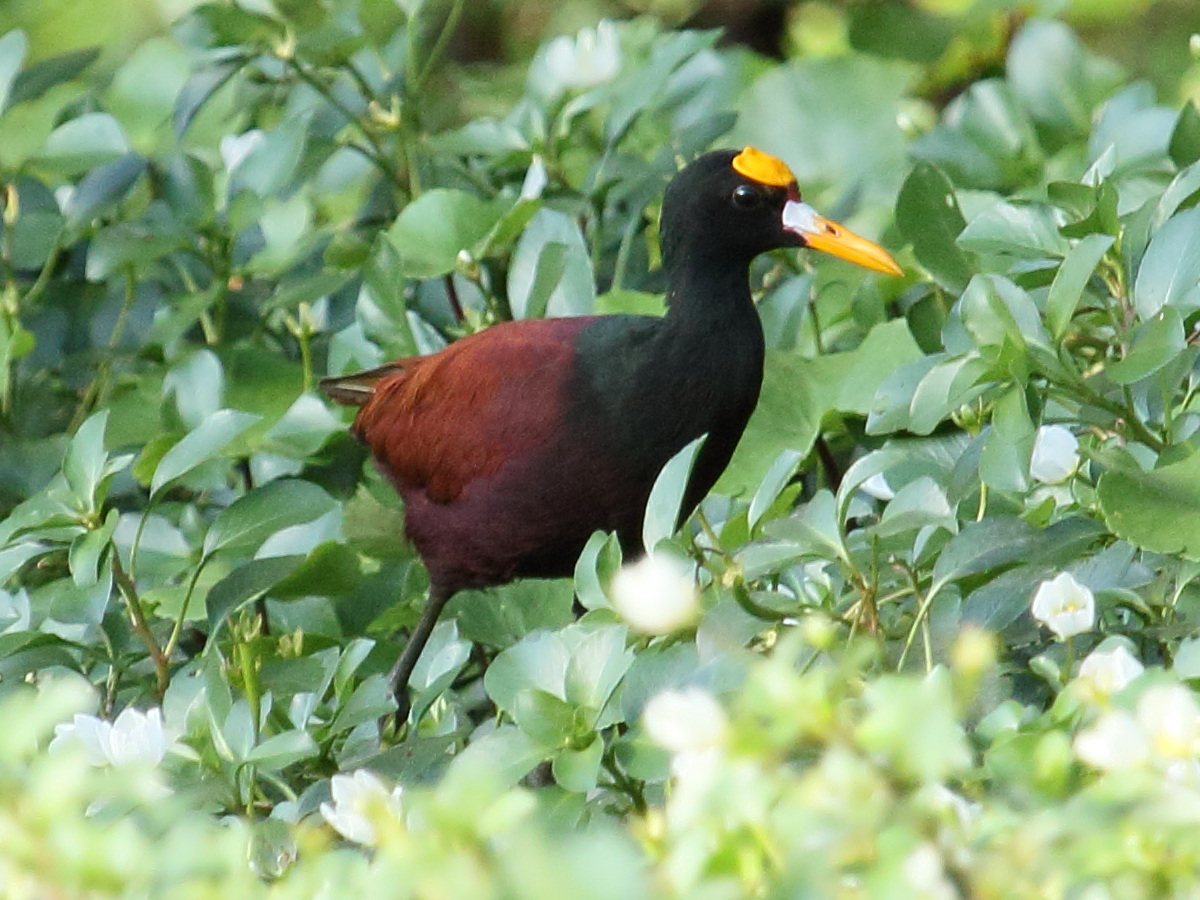 jacana_du_mexique_-_jacana_spinosa2bd