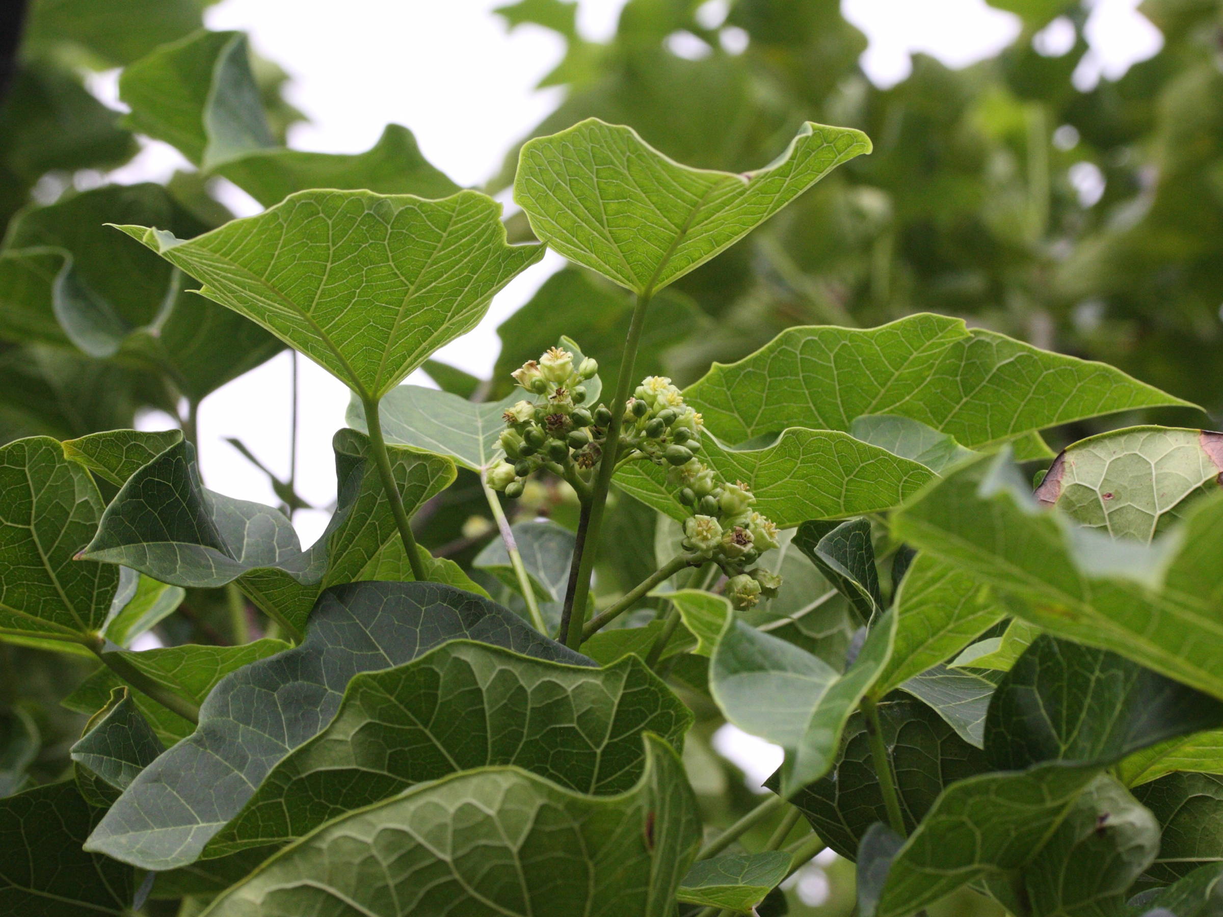 Afficher le média jatropha_curcas1md jatropha_curcas1md