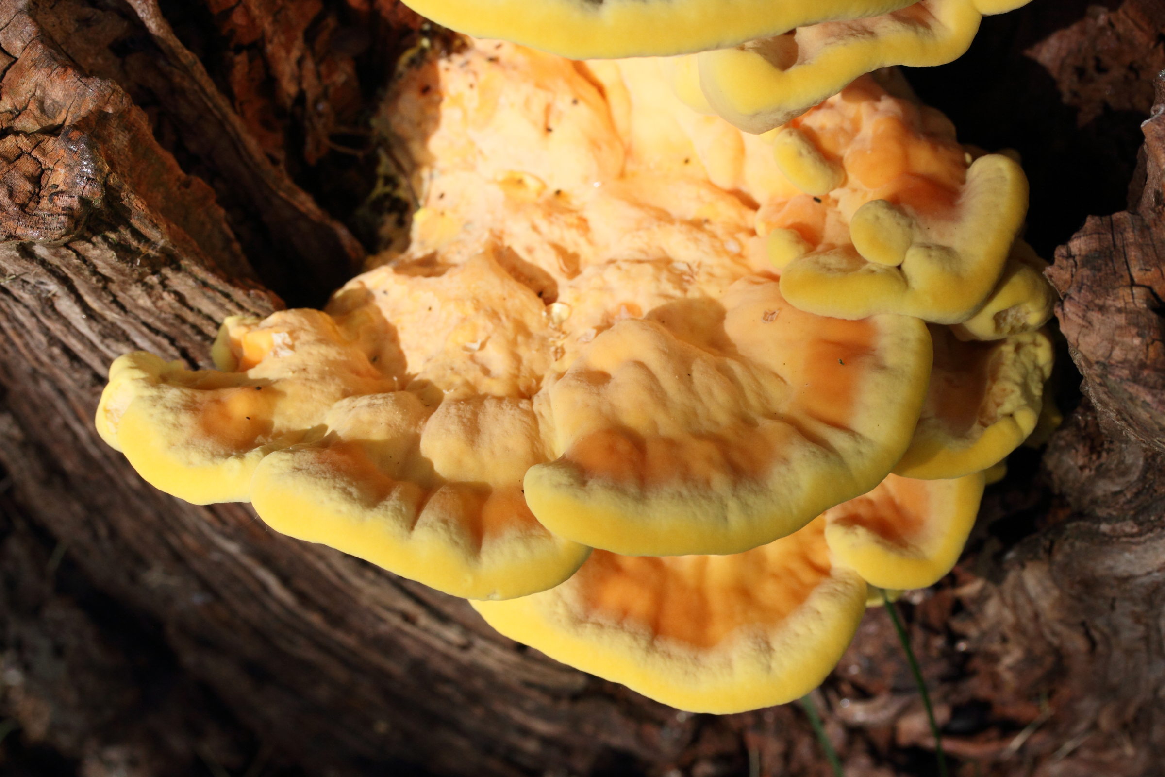 Afficher le média laetiporus_sulphureus10md laetiporus_sulphureus10md