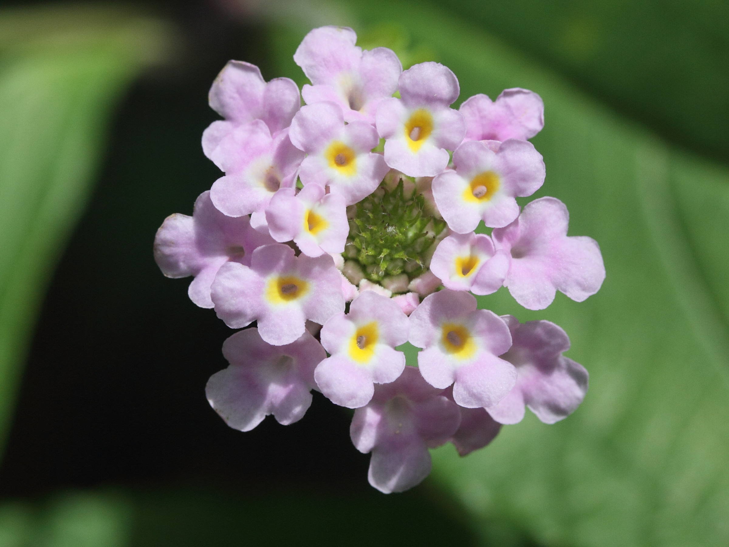 lantana_trifolia3md