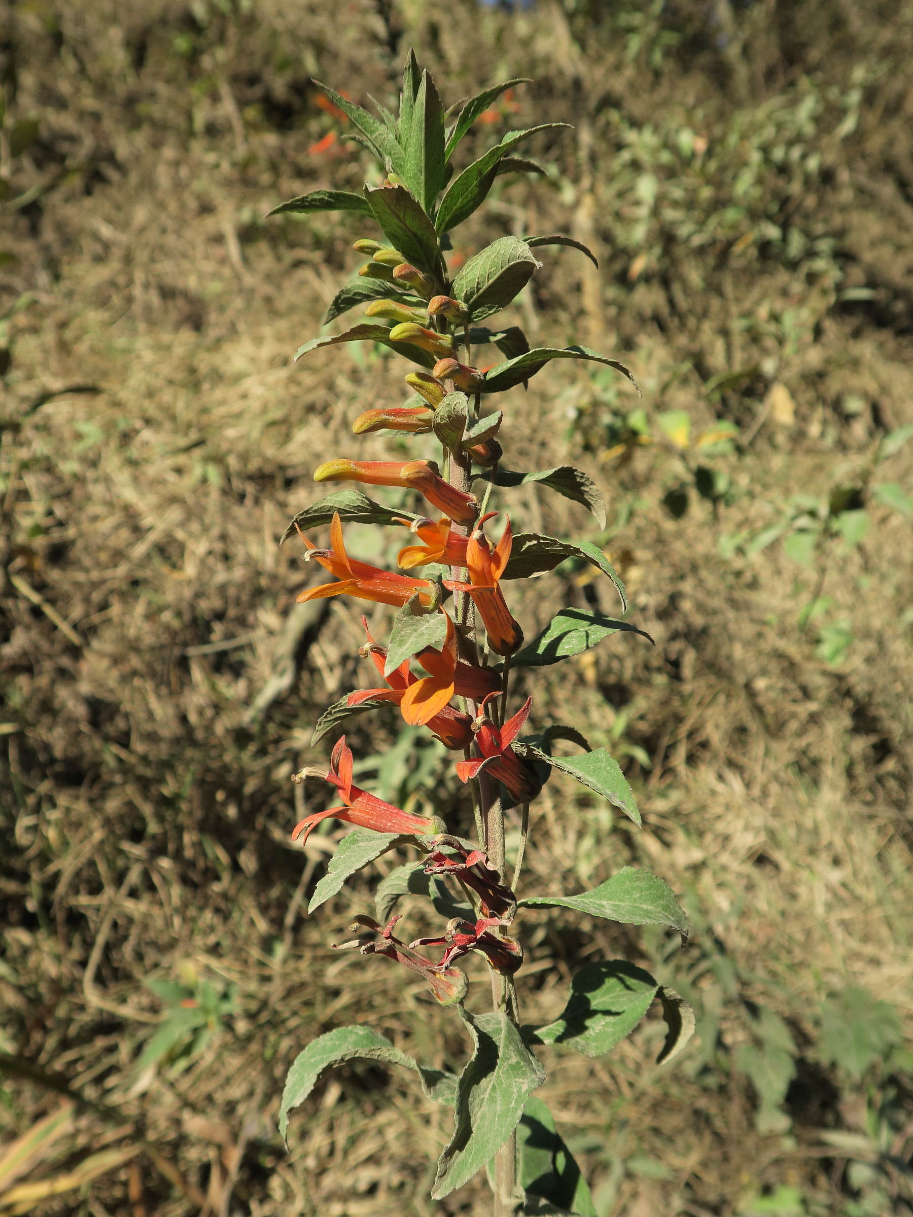lobelia_laxiflora6md