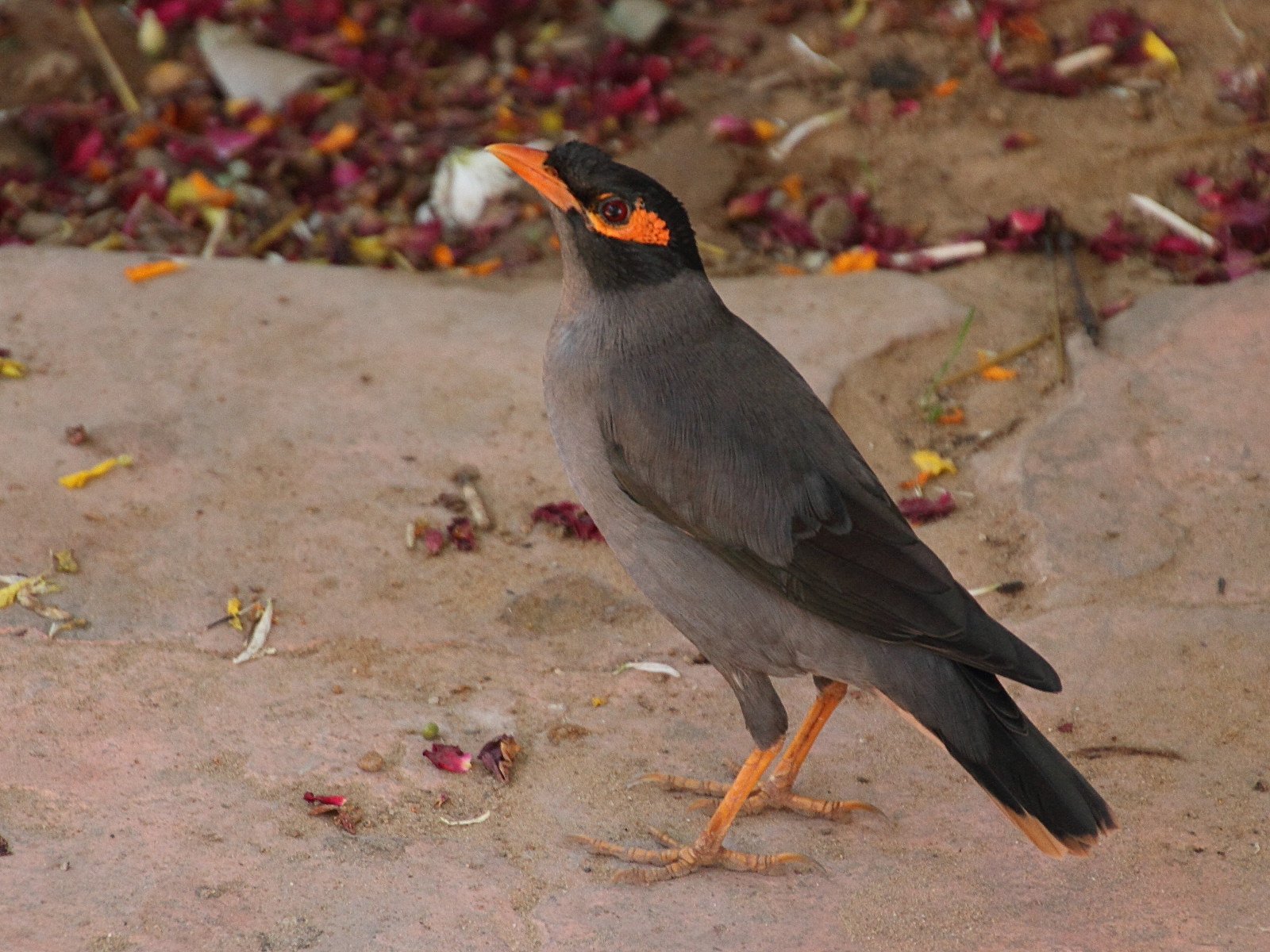 martin_des_berges_-_acridotheres_ginginianus2md