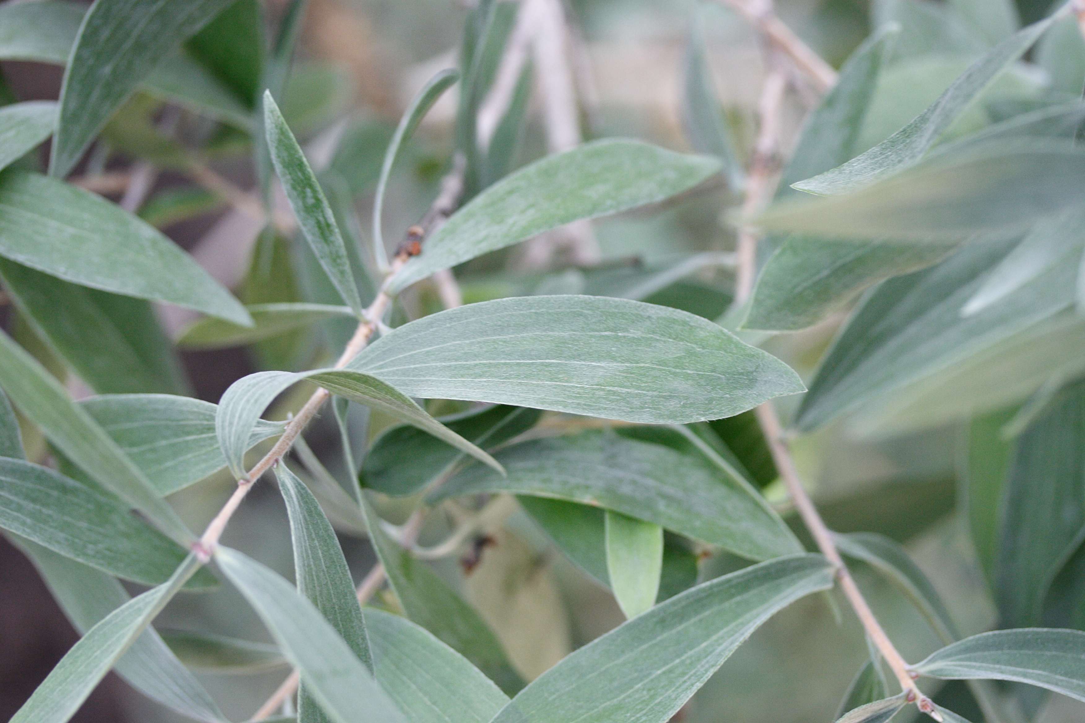 melaleuca_quinquenervia1md