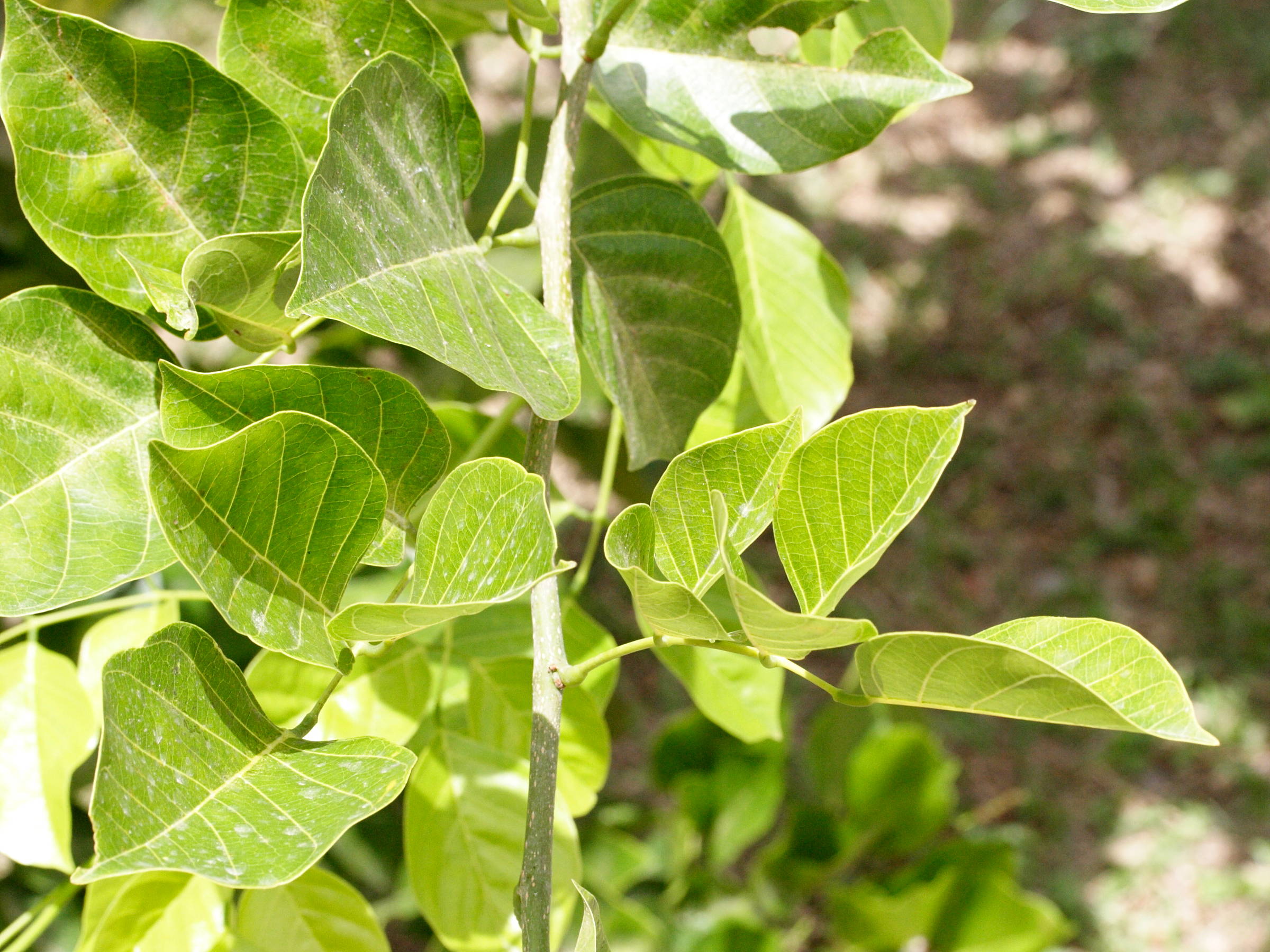 Afficher le média milletia_pinnata6md milletia_pinnata6md