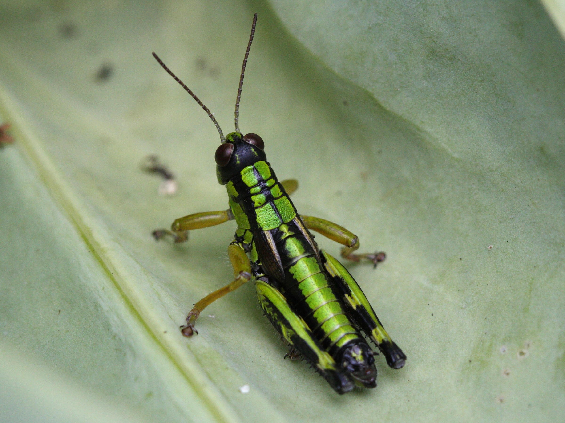 Afficher le média miramella_subalpina5bd miramella_subalpina5bd