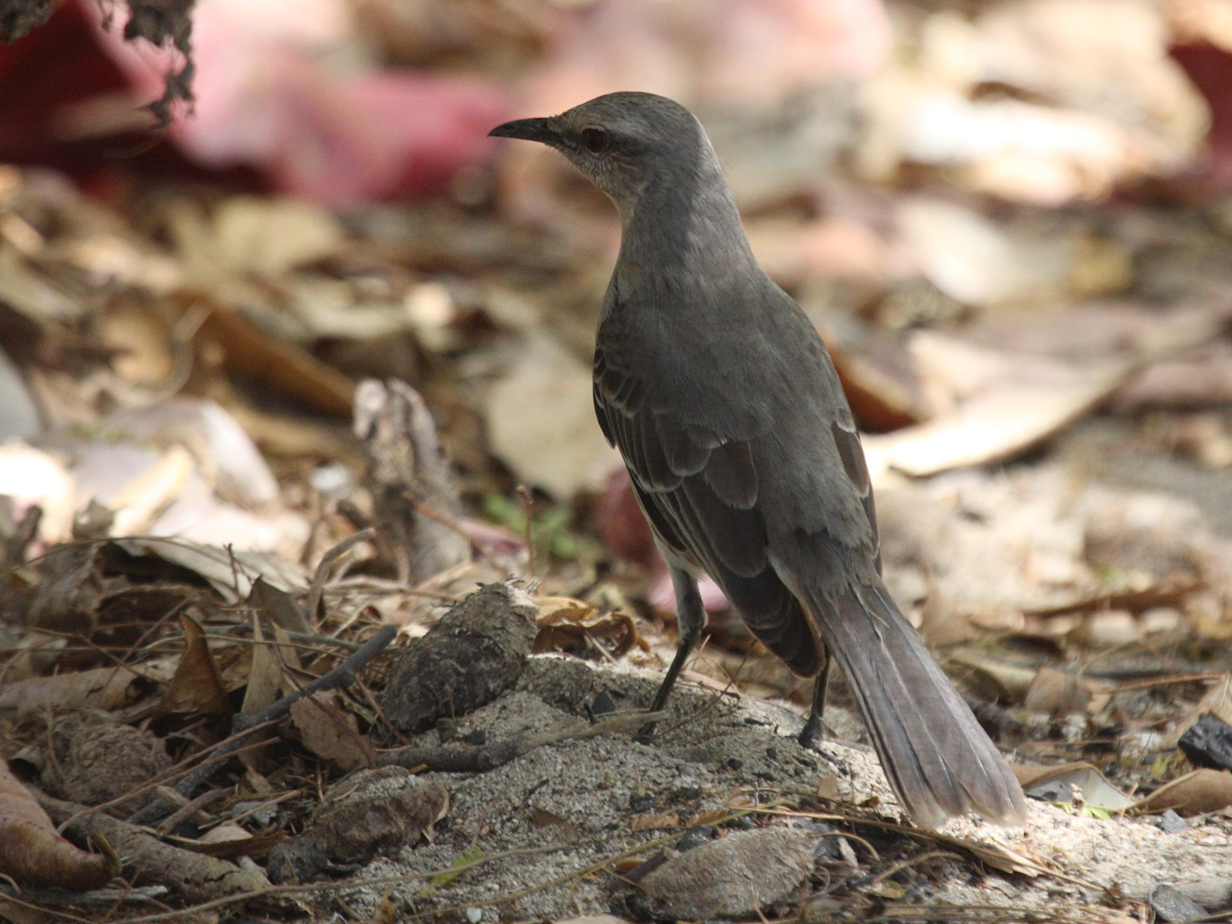 moqueur_des_savanes_-_mimus_gilvus4bd