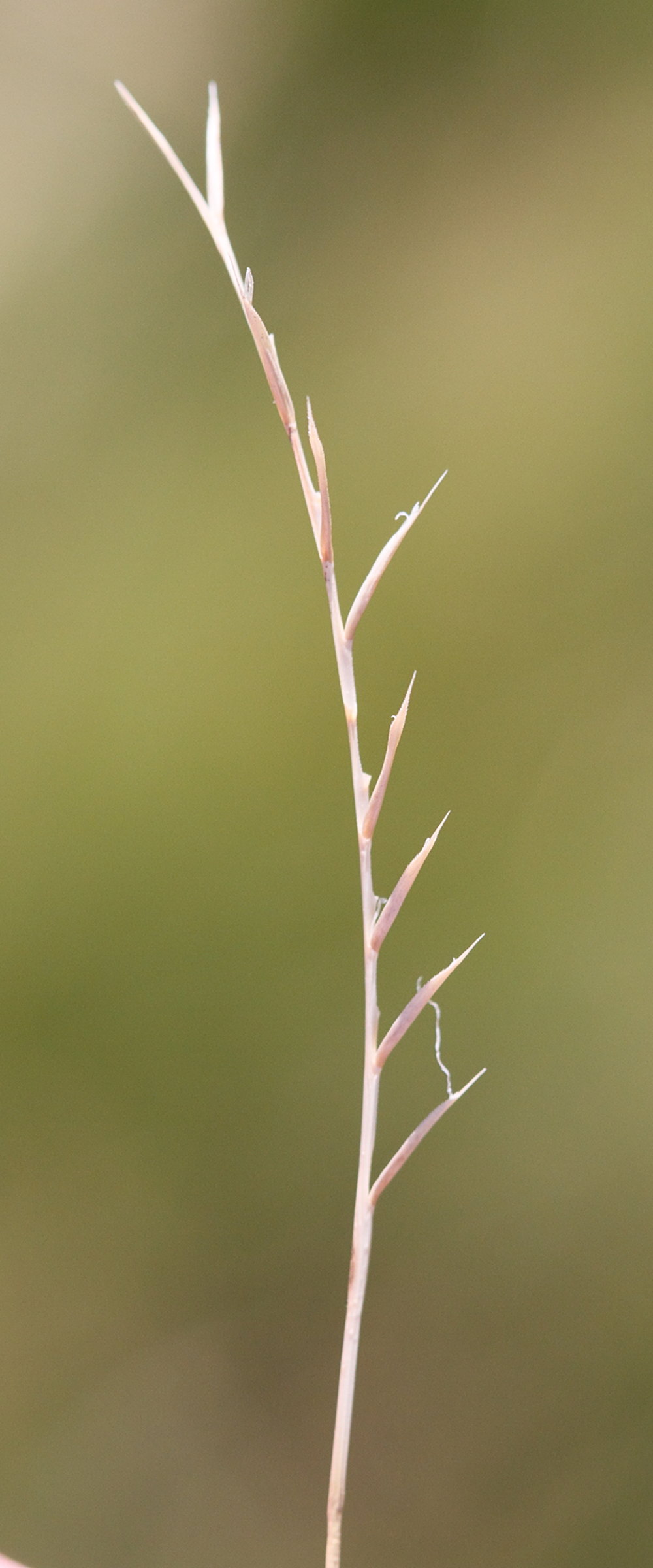 nardus_stricta5md