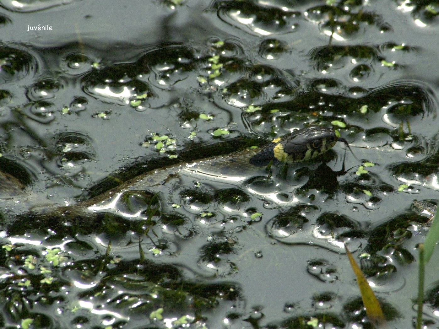 Afficher le média natrix_natrix3md natrix_natrix3md