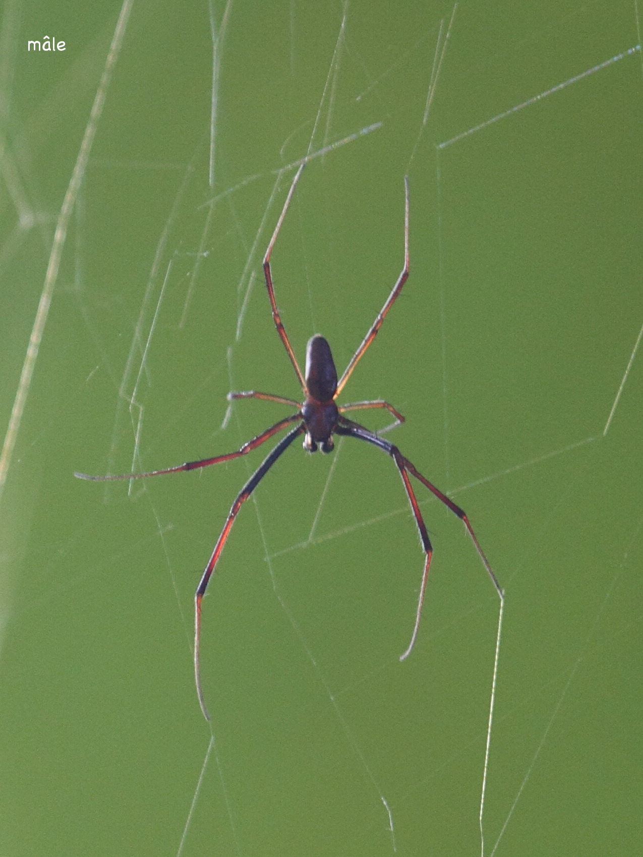 Afficher le média nephila_comorana4bd nephila_comorana4bd