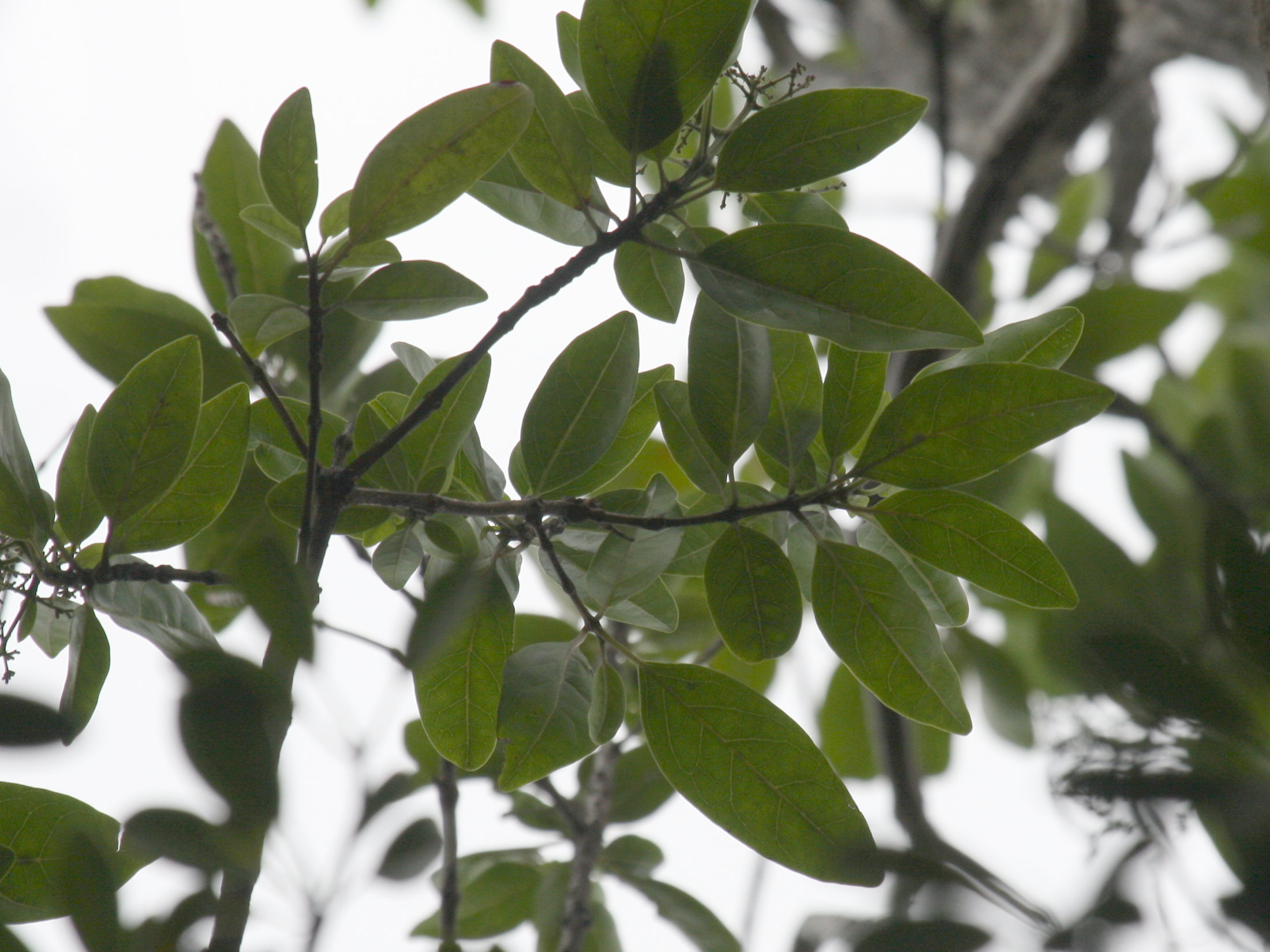 nuxia_verticillata2bd