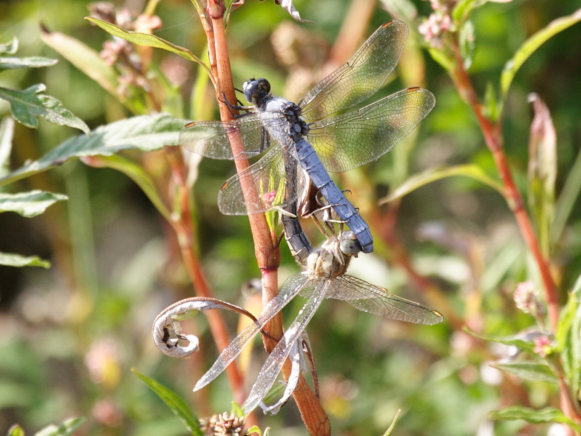 orthetrum_brunneum3bd
