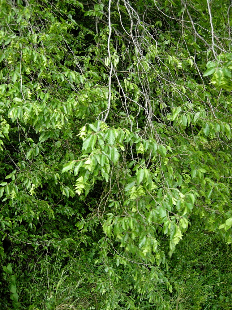 ostrya_carpinifolia1md