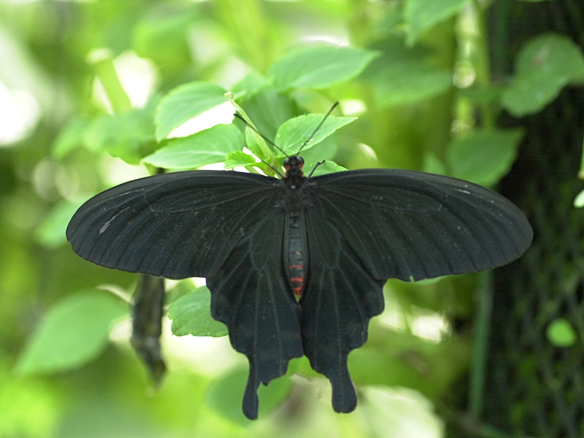 Afficher le média pachliopta_kotzebuea1md pachliopta_kotzebuea1md