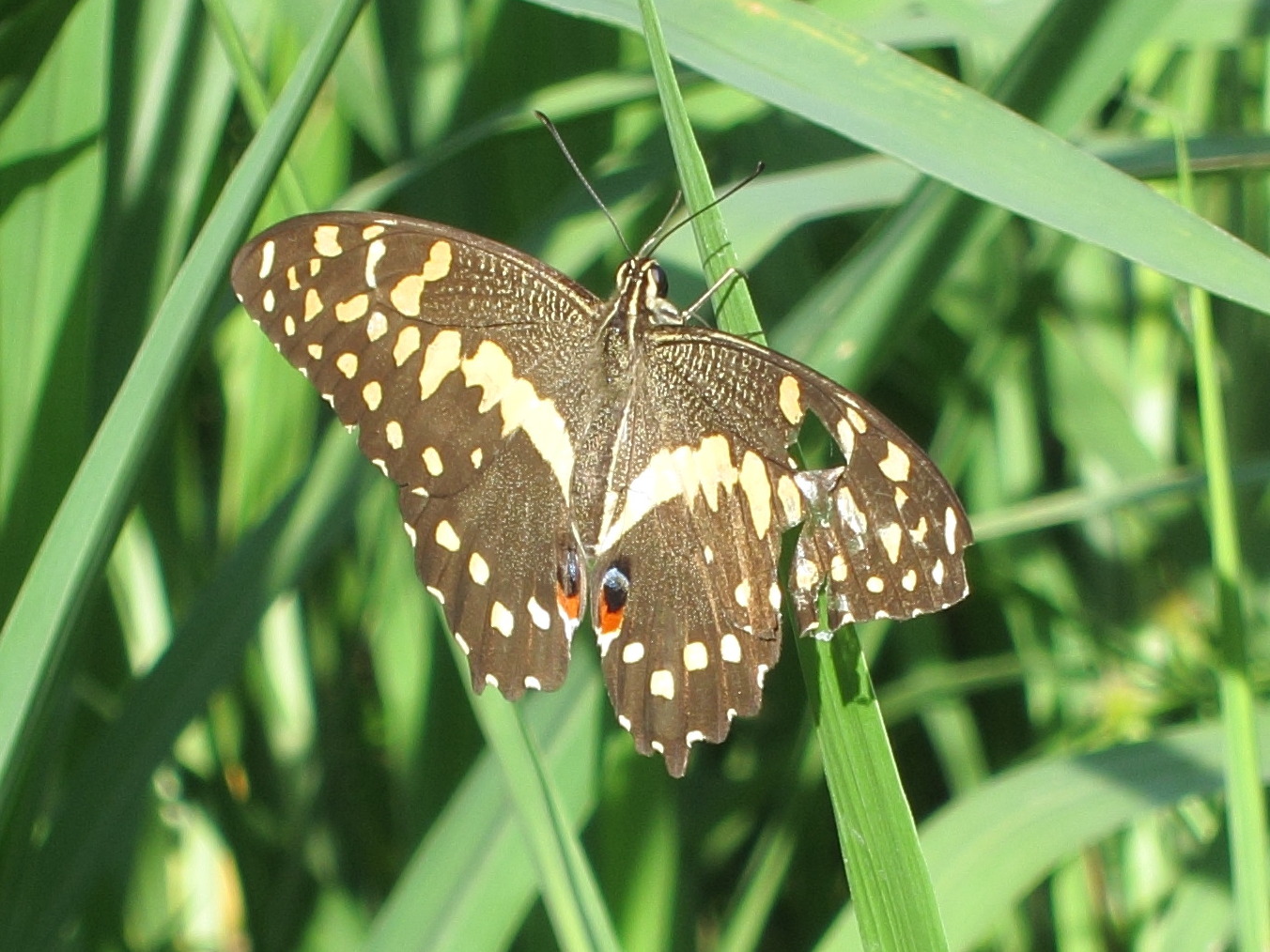 papilio_demodocus3bd