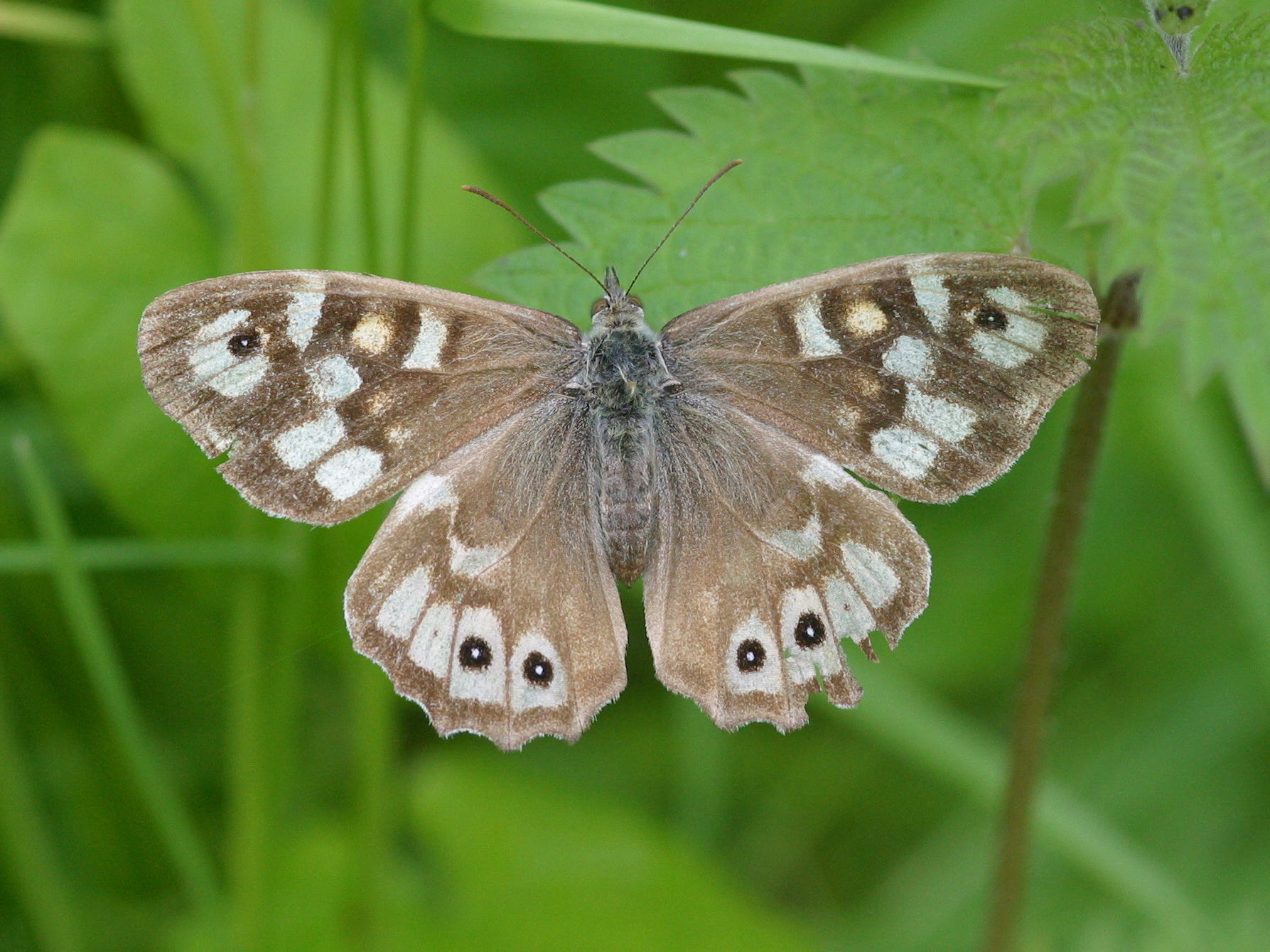 pararge_aegeria_tircis4bd