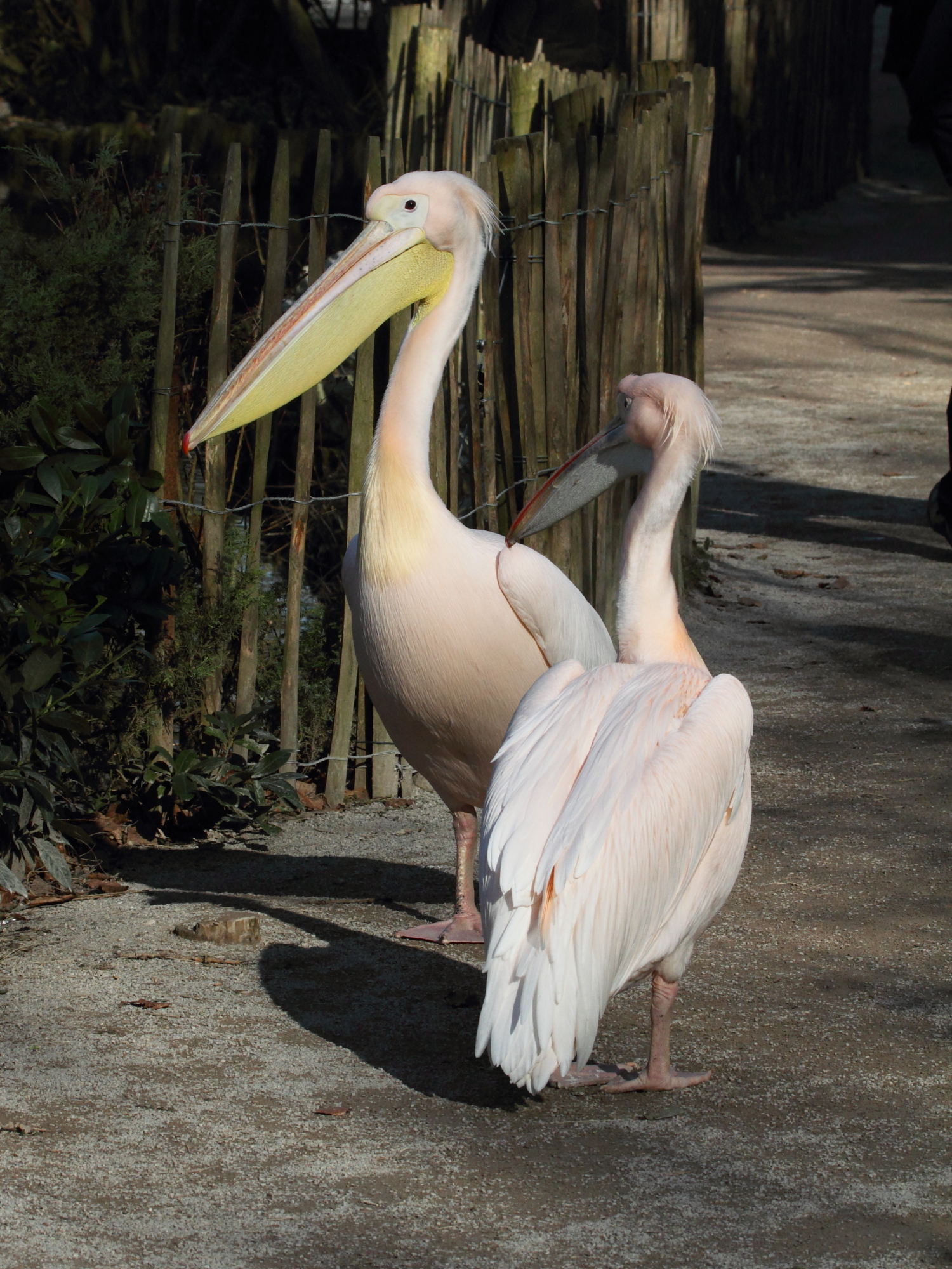 pelican_blanc_-_pelecanus_onocrotalus1bd