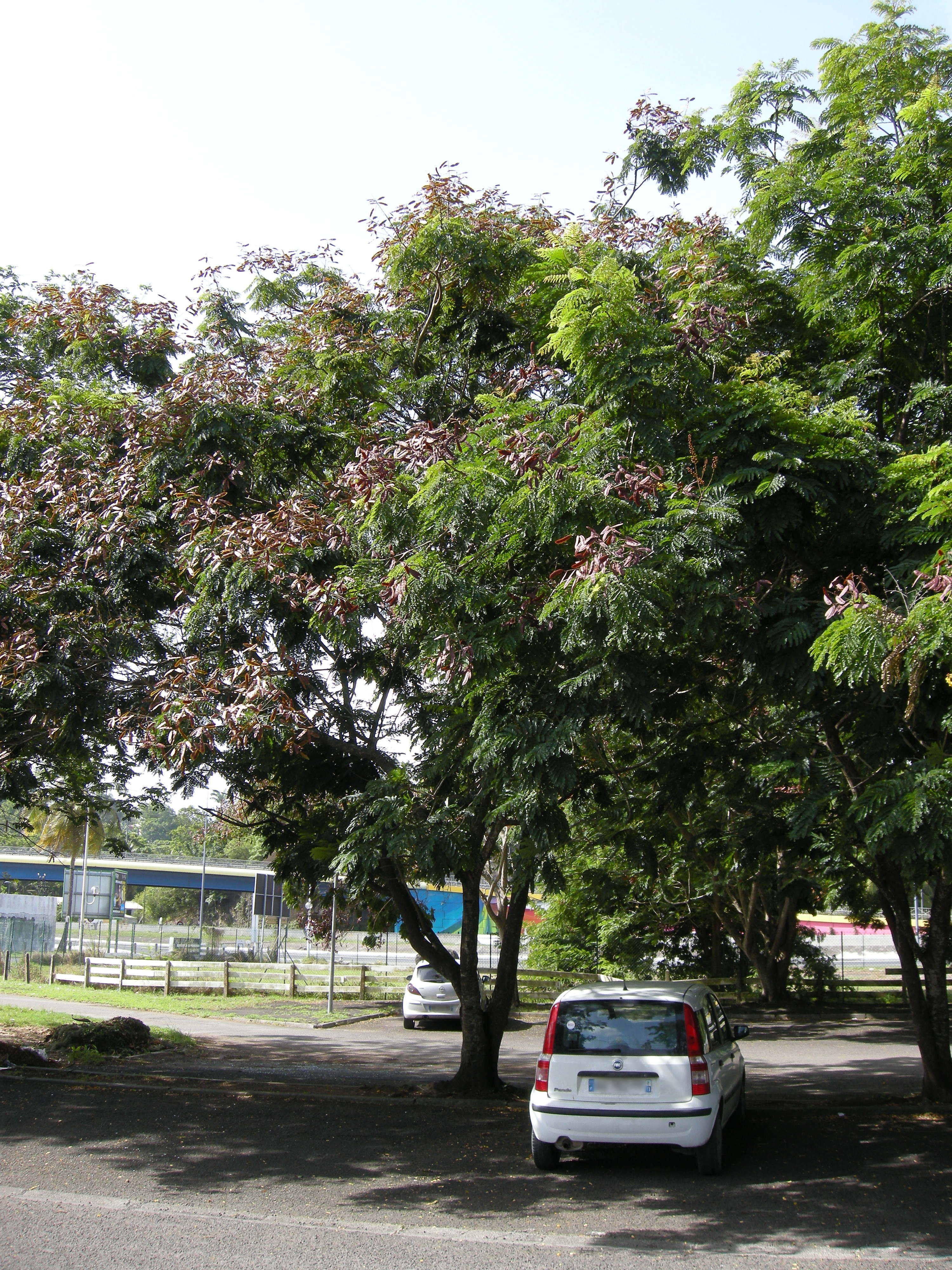 peltophorum_pterocarpum5md